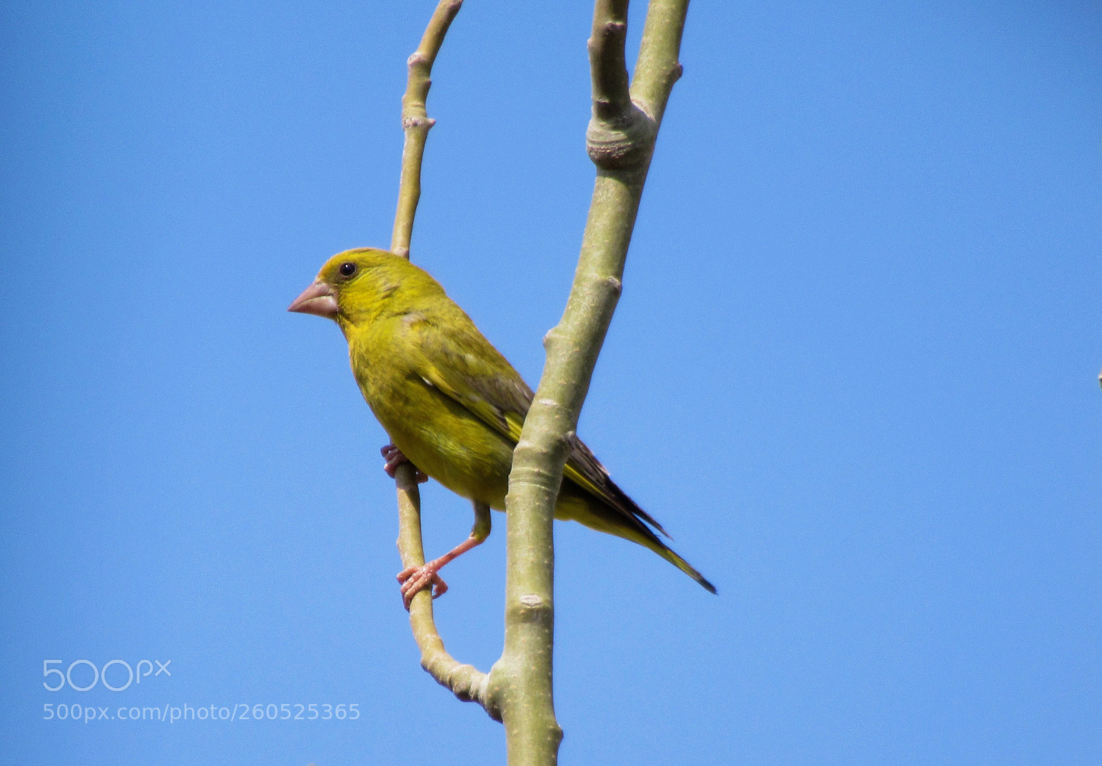 Canon PowerShot SX620 HS sample photo. Bird photography