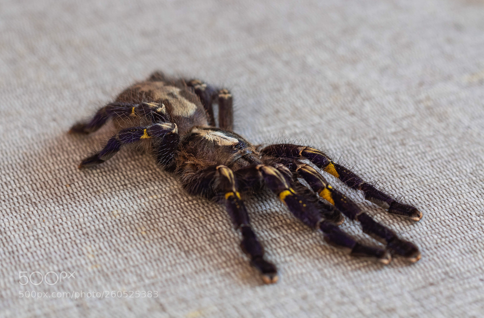 Canon EOS 1300D (EOS Rebel T6 / EOS Kiss X80) sample photo. Blue tarantula photography