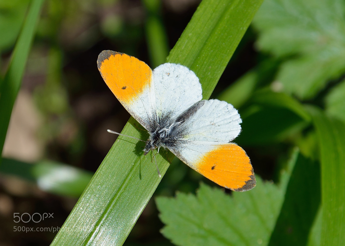 Nikon D5100 sample photo. Anthocharis cardamines butterfly.jpg photography