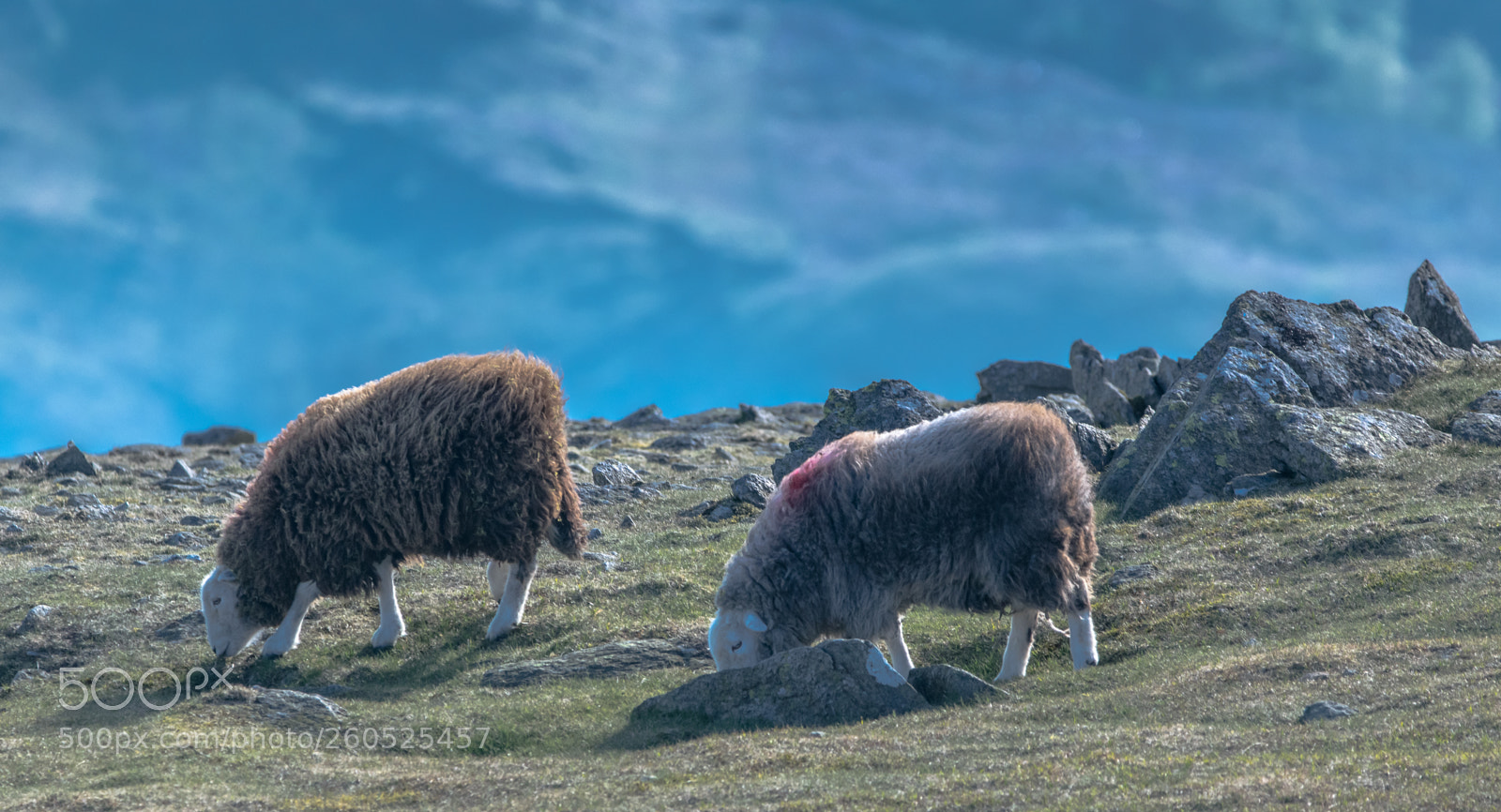 Nikon D3300 sample photo. Herdwicks over thirlmere photography