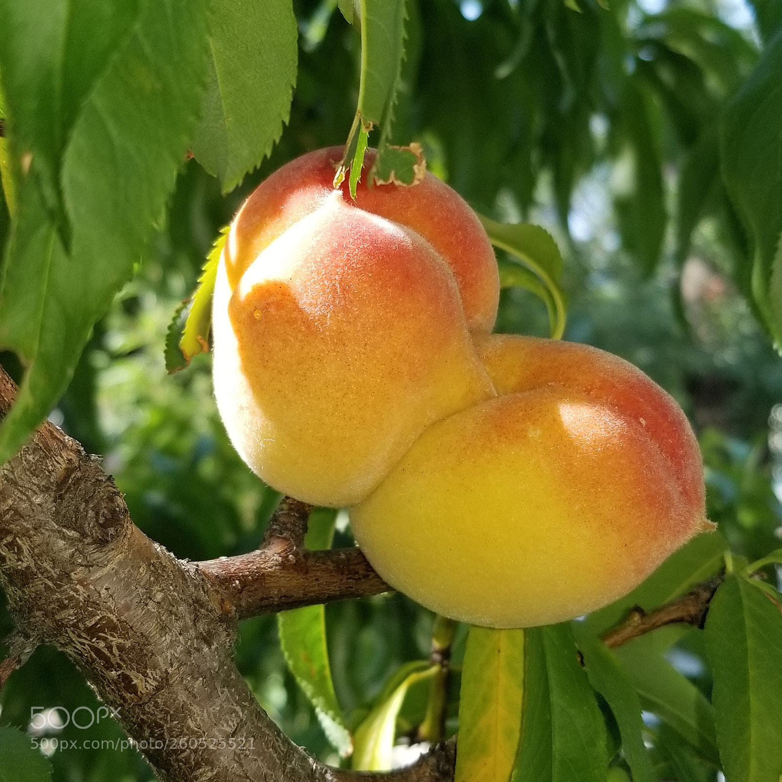 Samsung Galaxy S8+ sample photo. Untitled photography