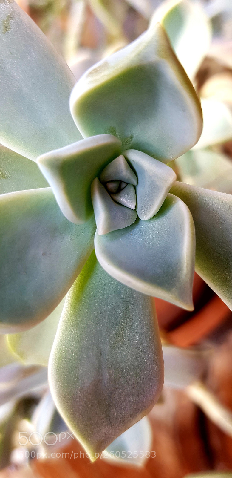 Samsung Galaxy S8 sample photo. Macro photography