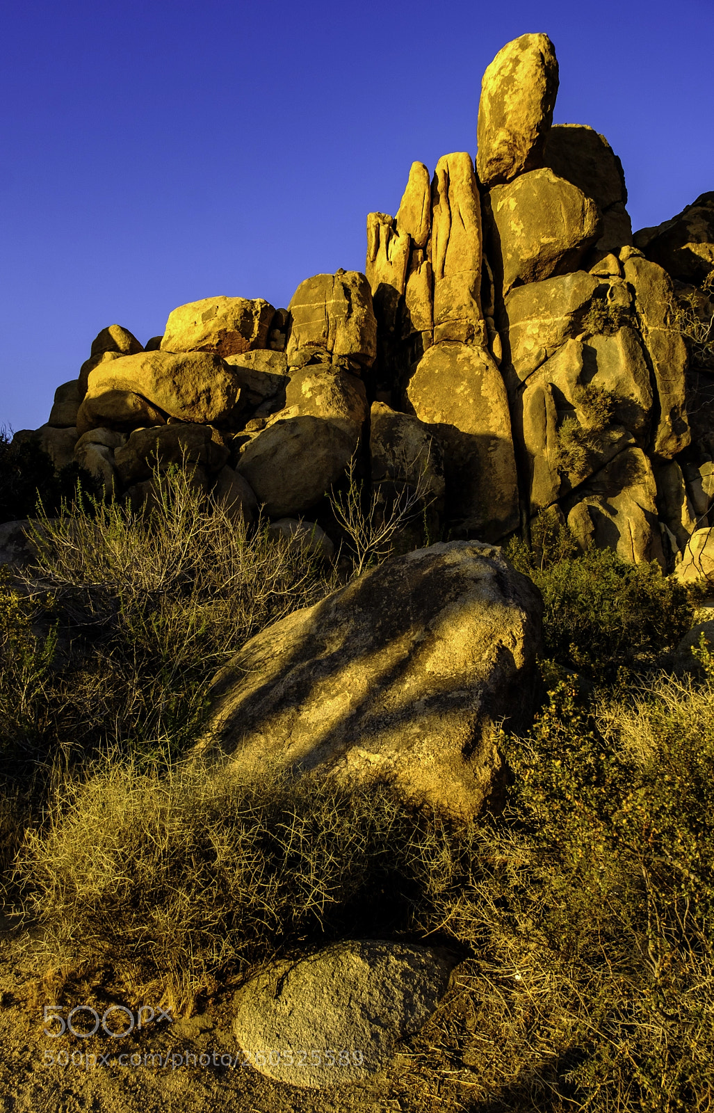 Fujifilm X-T2 sample photo. Joshua tree ii photography