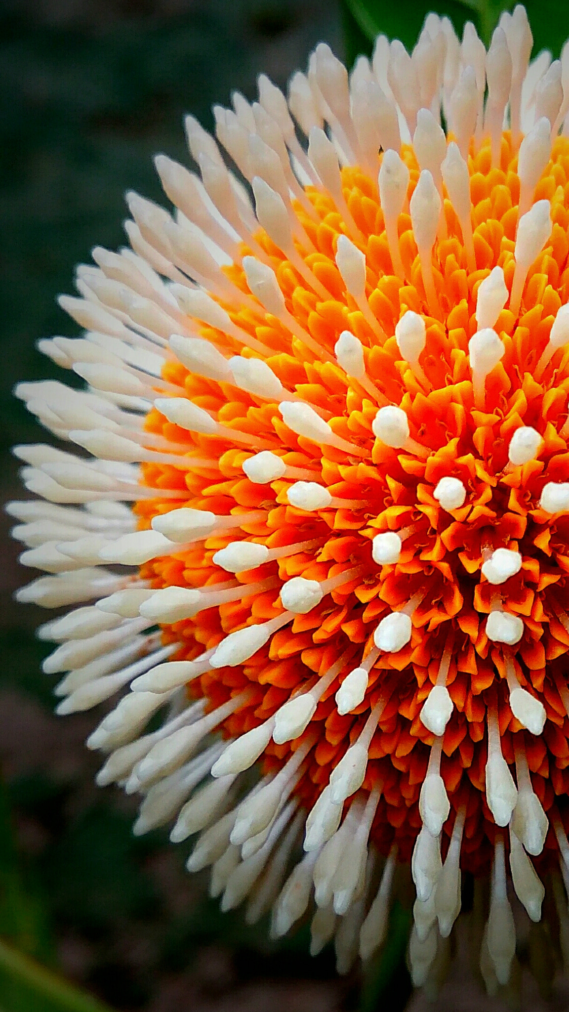 Xiaomi Redmi Note 3 sample photo. Kodom flower photography