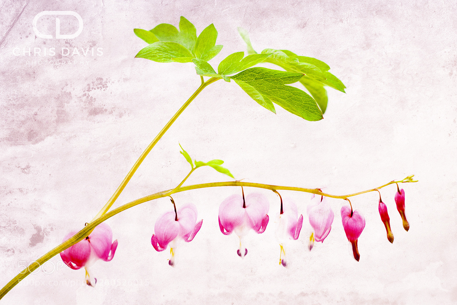 Canon EOS 50D sample photo. Dicentra photography