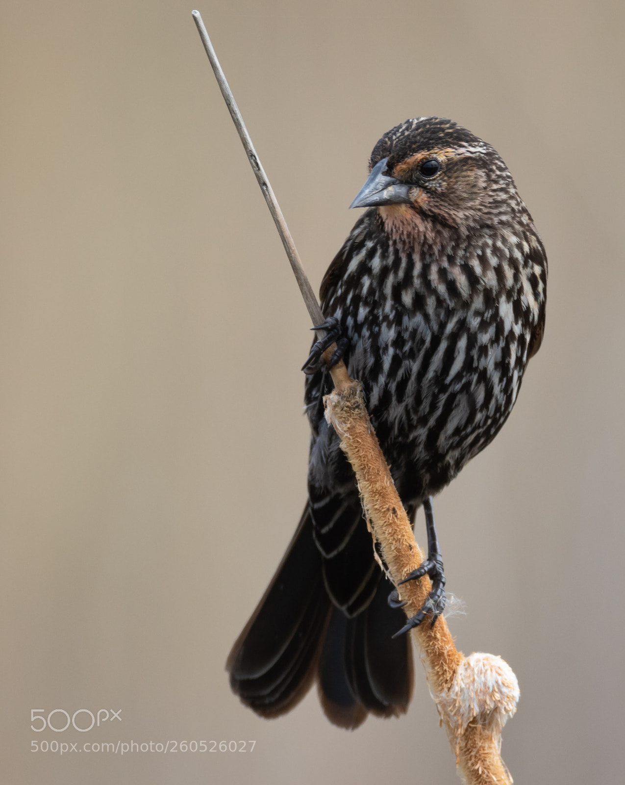 Canon EOS 7D Mark II sample photo. Blackbird pose photography