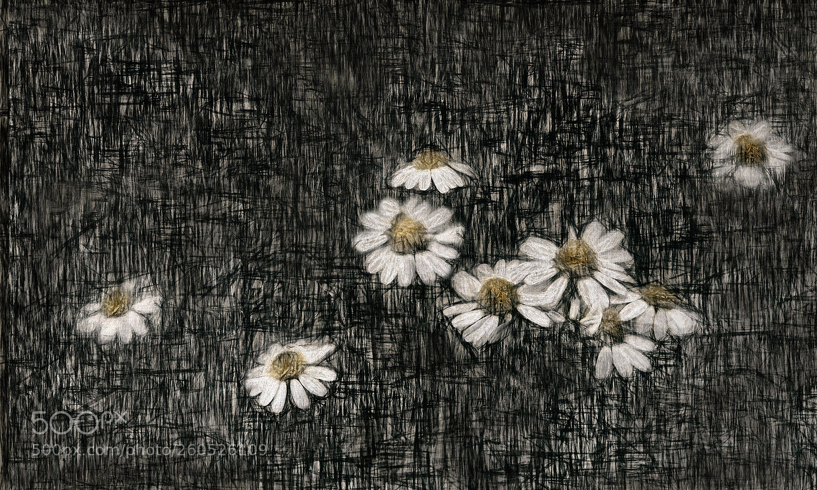 Canon EOS 40D sample photo. Daisies photography