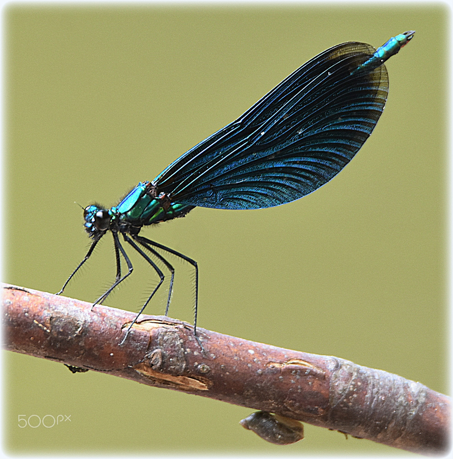 Nikon D7200 sample photo. "calopterix virgo" photography