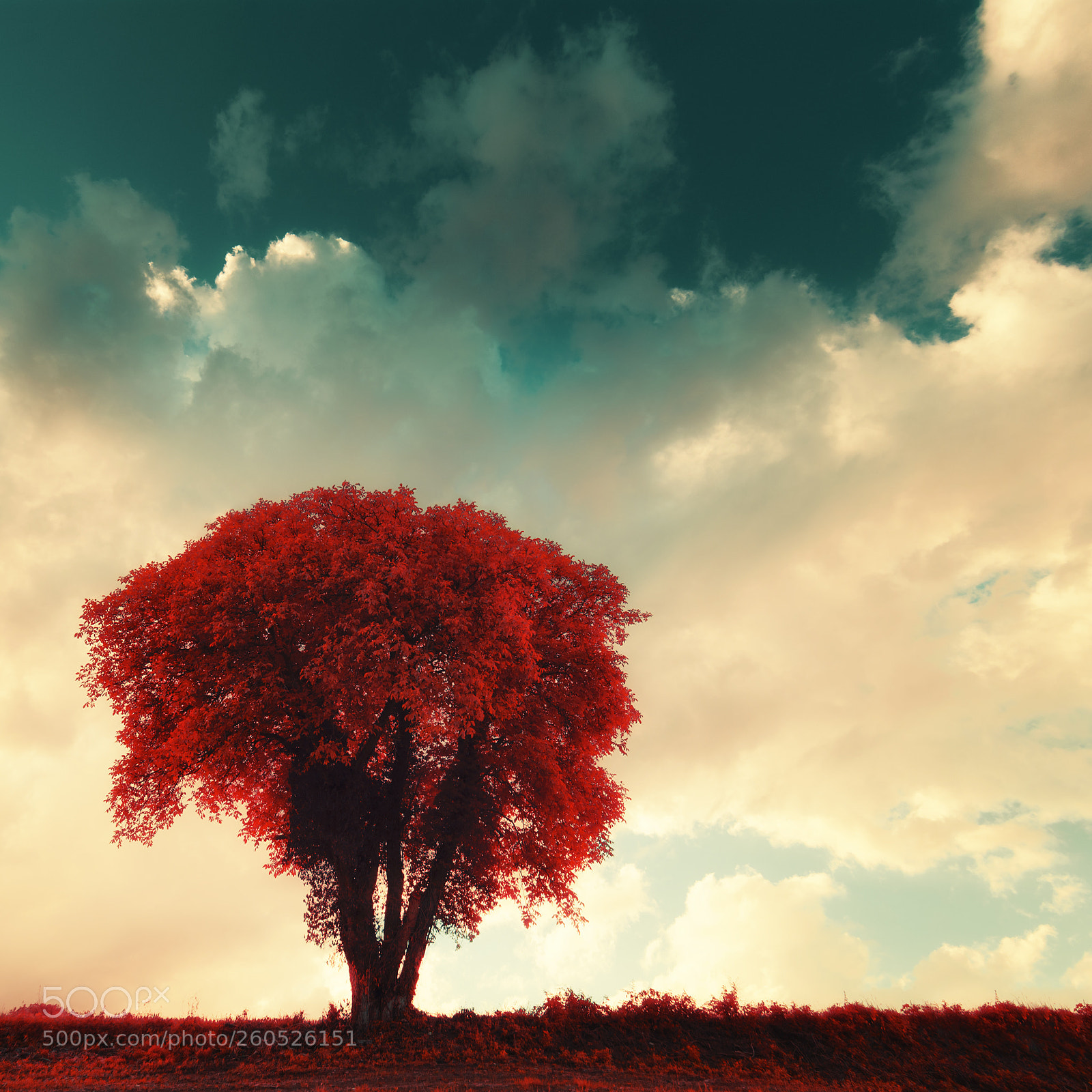 Canon EOS 6D sample photo. Life in infrared photography