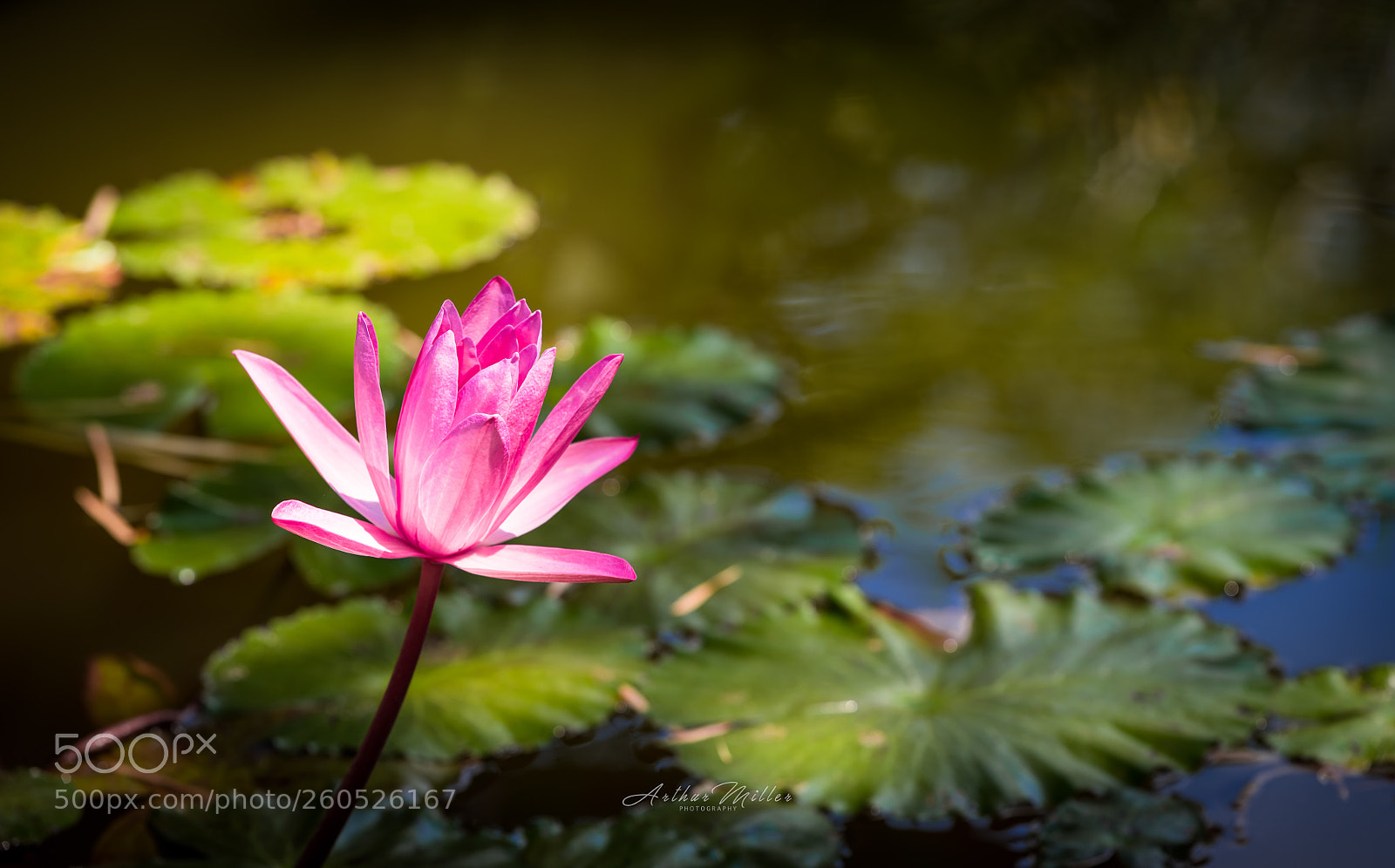 Nikon D850 sample photo. Alone photography