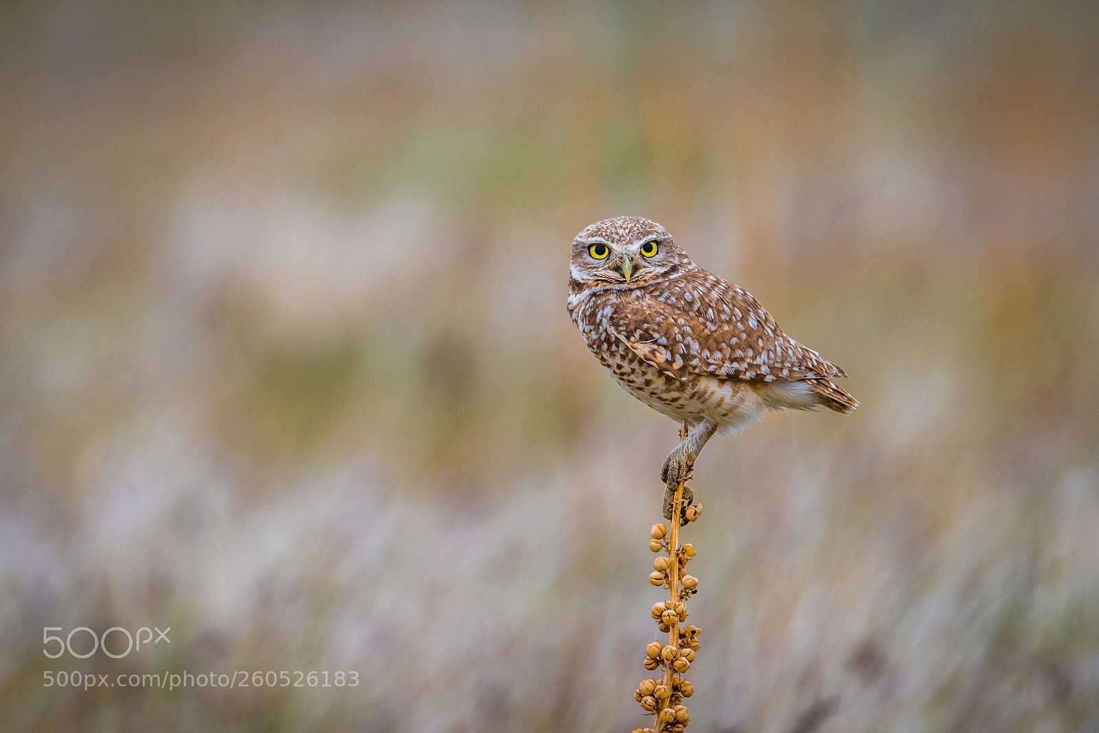 Nikon D810 sample photo. Burrowing owl on antelope photography