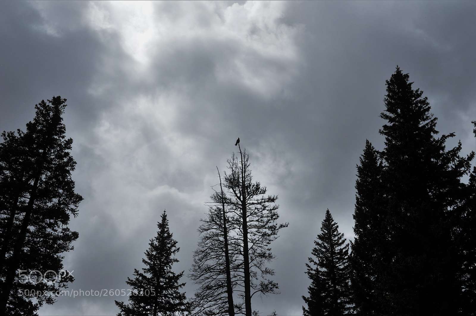 Nikon D3200 sample photo. 'poe'tic photography