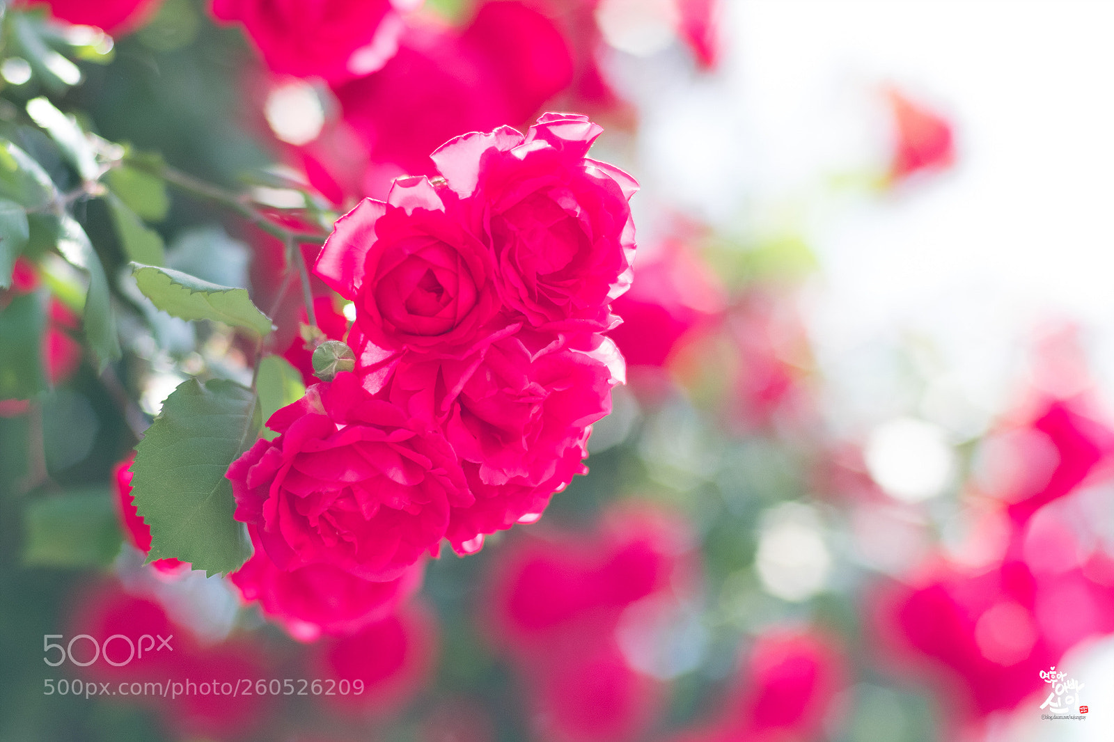 Fujifilm X-T2 sample photo. Bokeh & rose photography