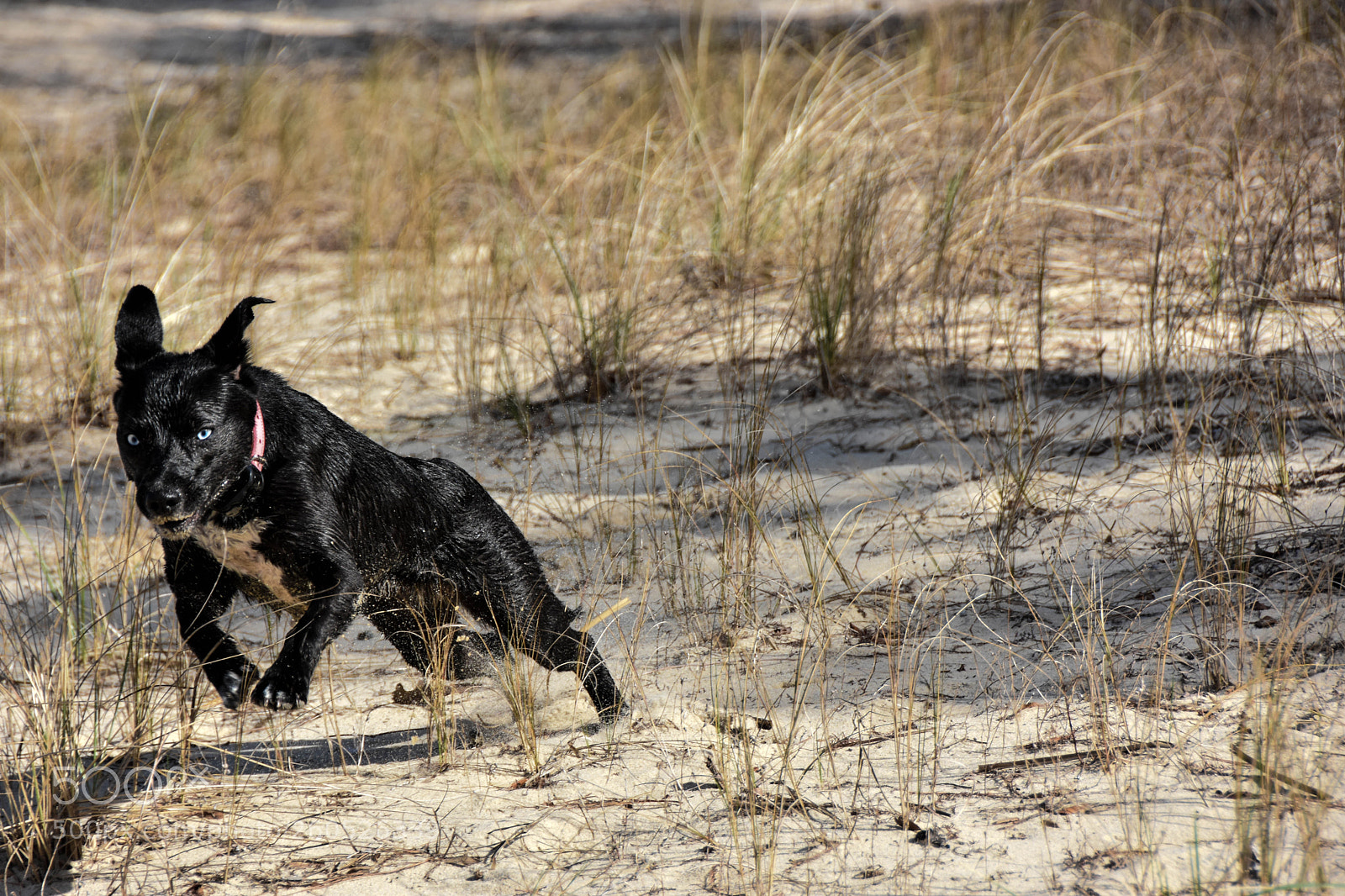 Nikon D7200 sample photo. Dog on the beach 2 photography