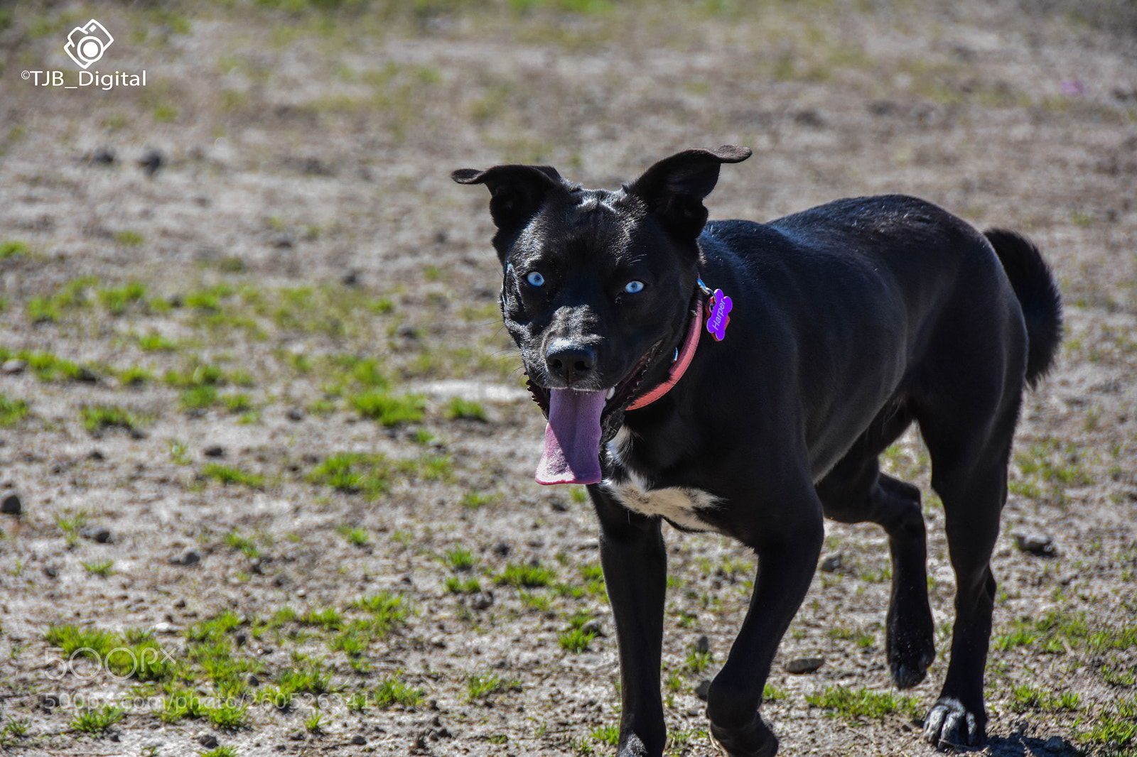 Nikon D7200 sample photo. Dog in the park photography