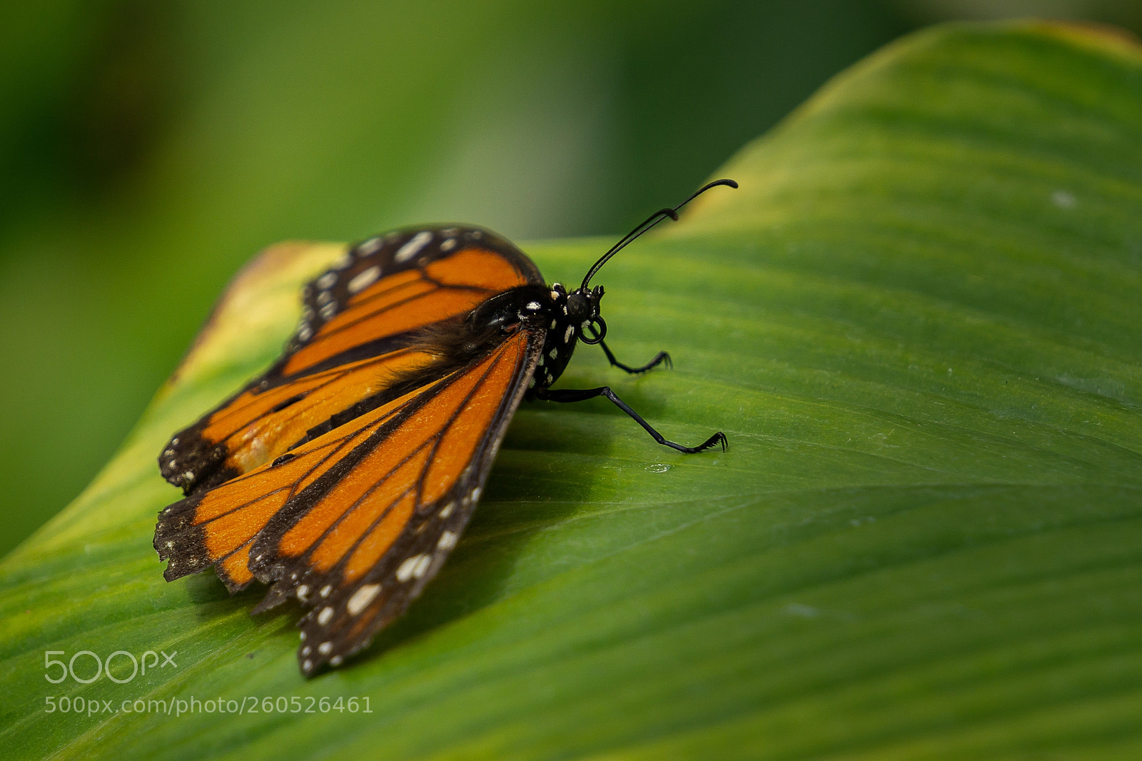 Sony a6000 sample photo. Schmetterling / butterfly photography