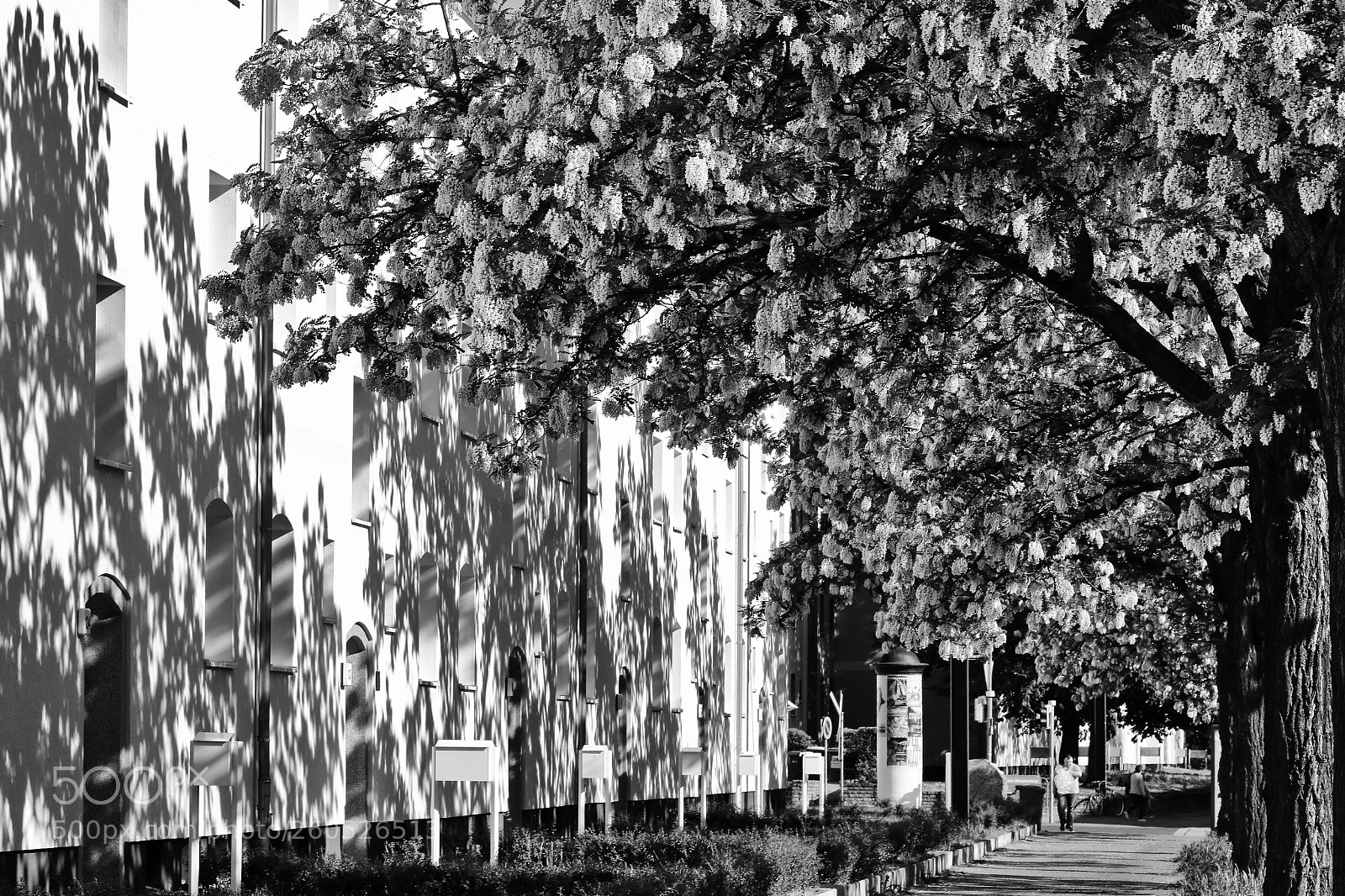 Canon EOS 760D (EOS Rebel T6s / EOS 8000D) sample photo. Blooming photography