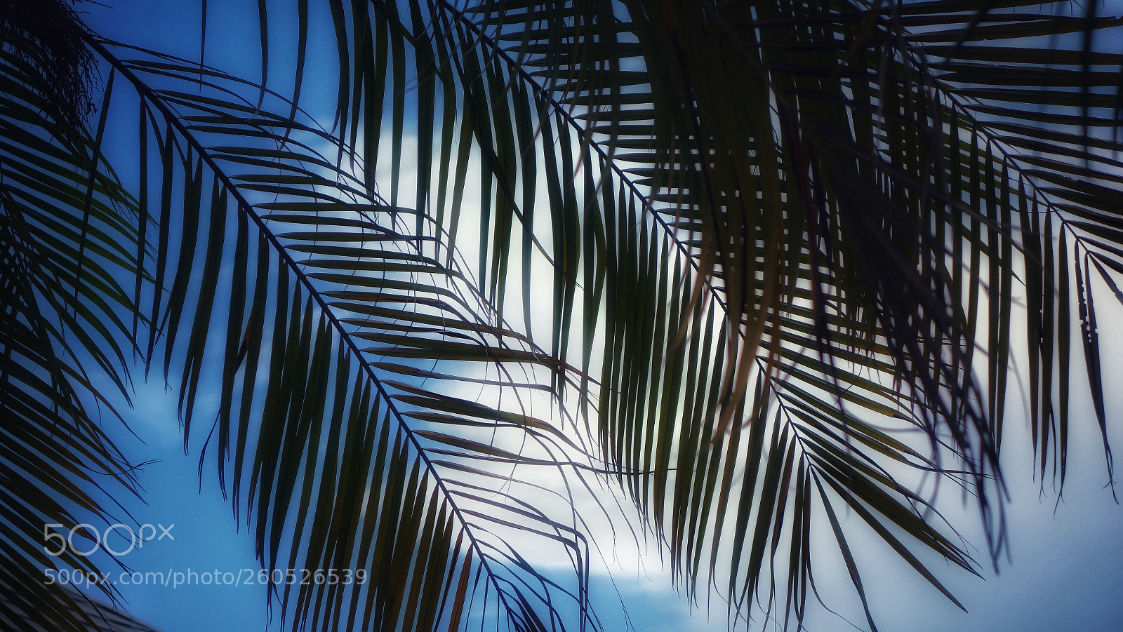 Sony Cyber-shot DSC-RX100 II sample photo. Palm fronds photography