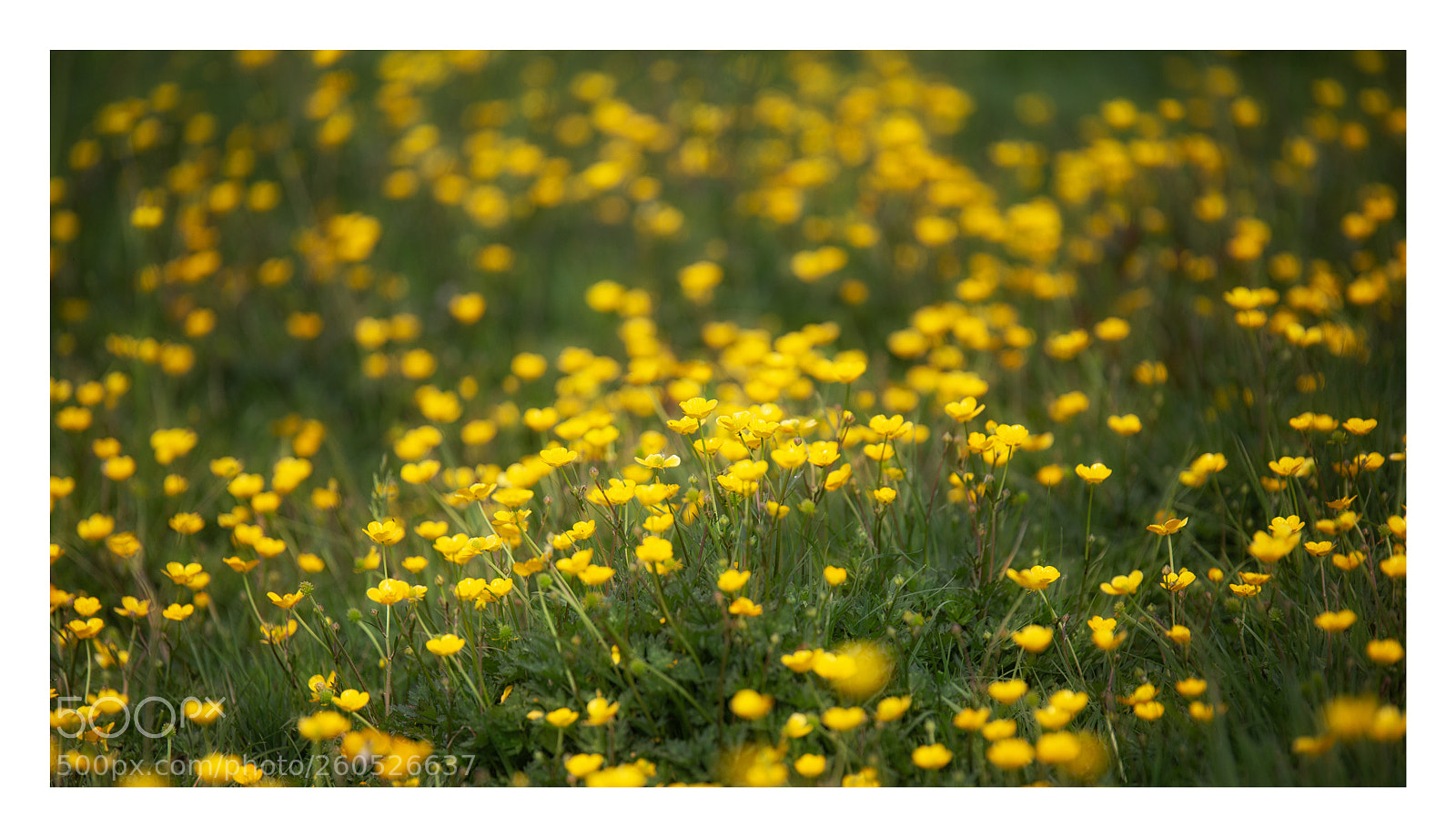 Canon EOS 6D sample photo. Buttercups photography