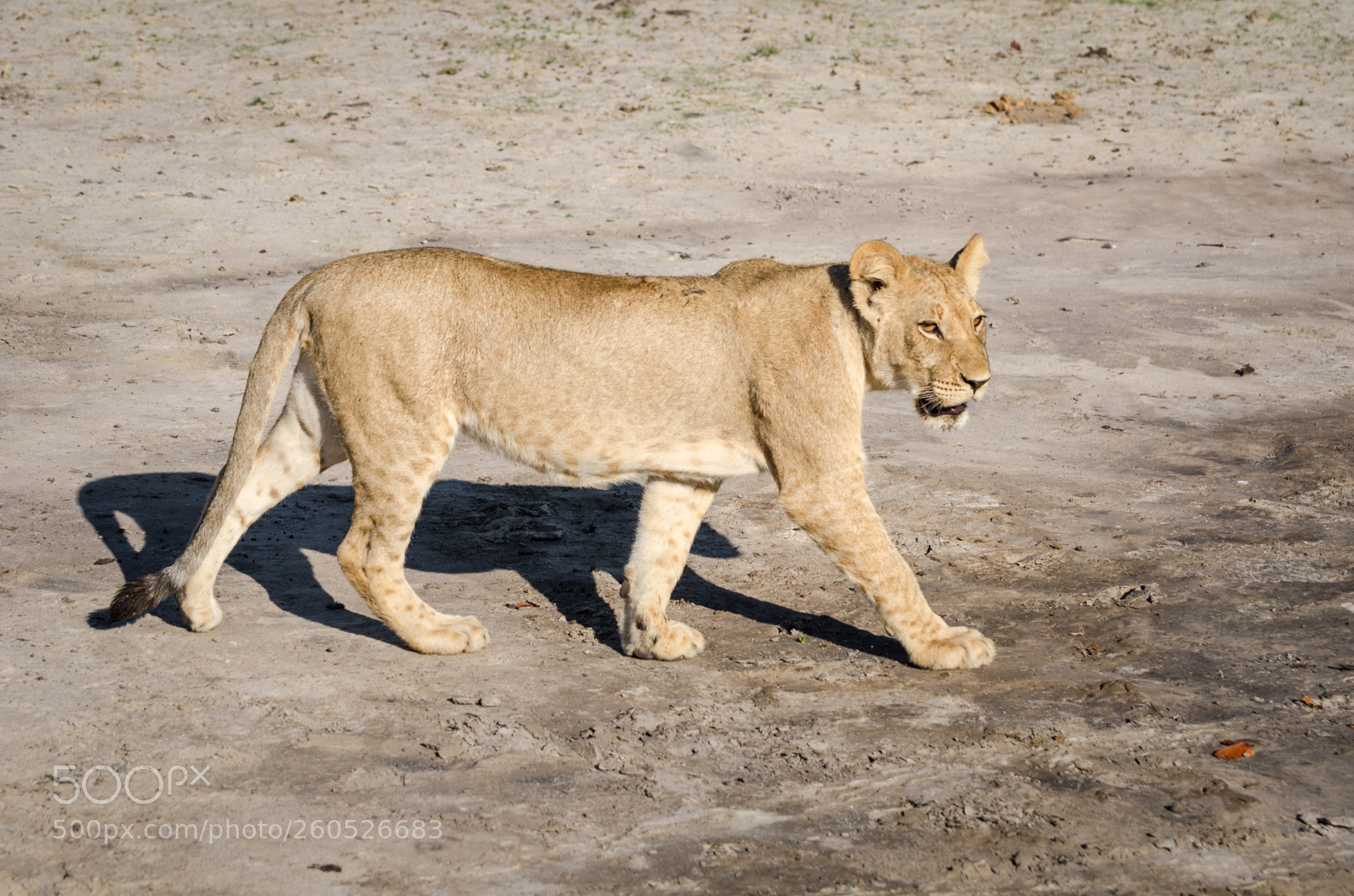 Nikon D7000 sample photo. Lion photography