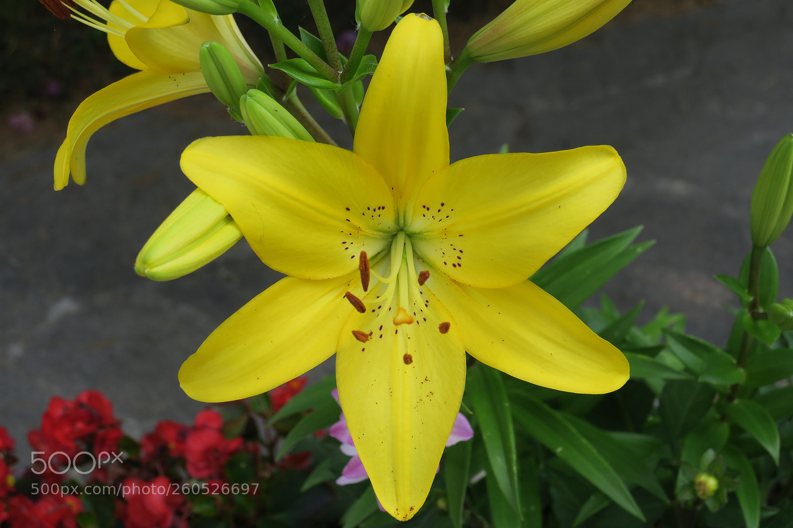 Canon PowerShot G3 X sample photo. Yellow lilium 5434 photography