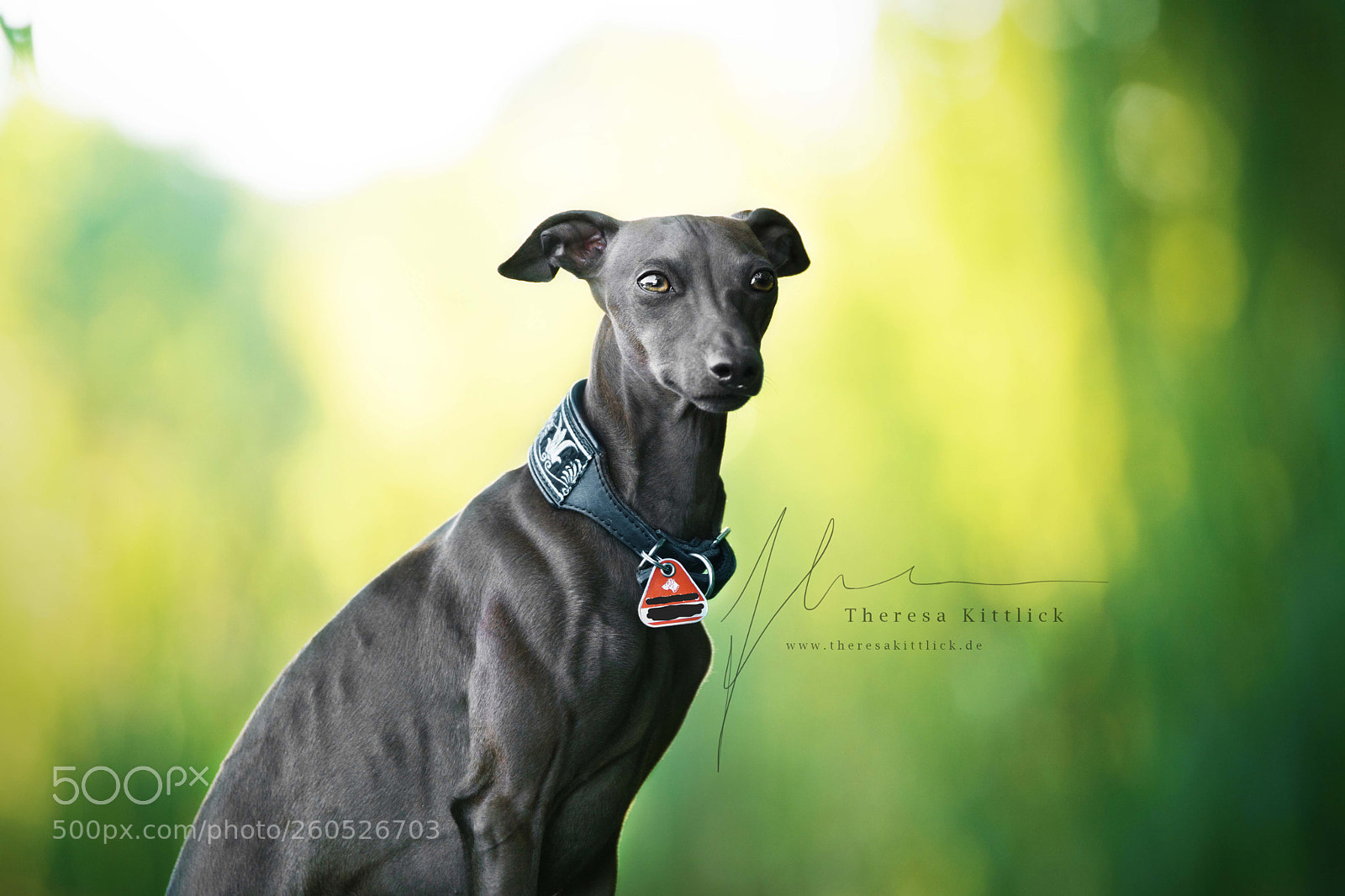 Sony ILCA-77M2 sample photo. Dobby italian greyhound photography