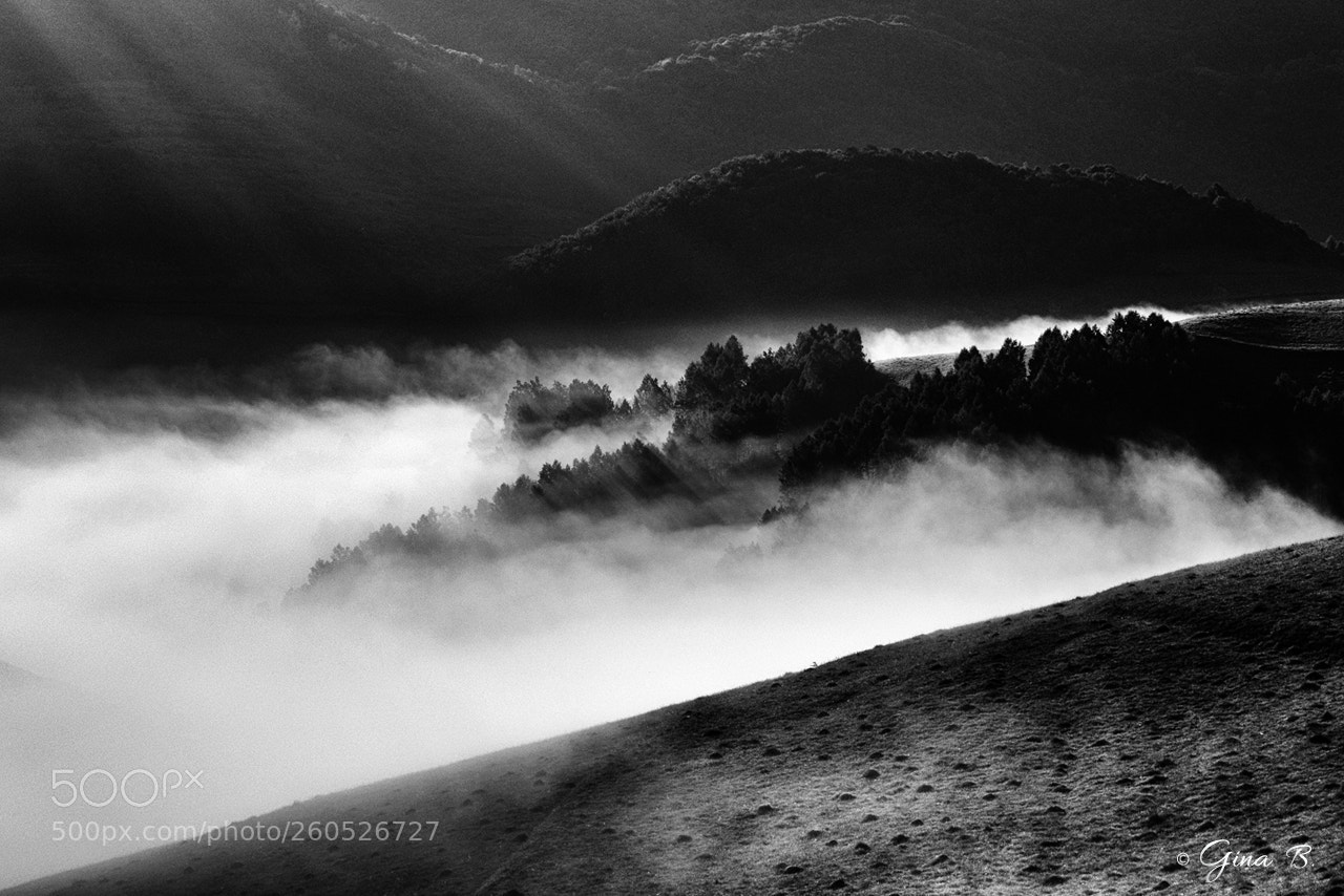 Nikon D3300 sample photo. Early morning mist photography