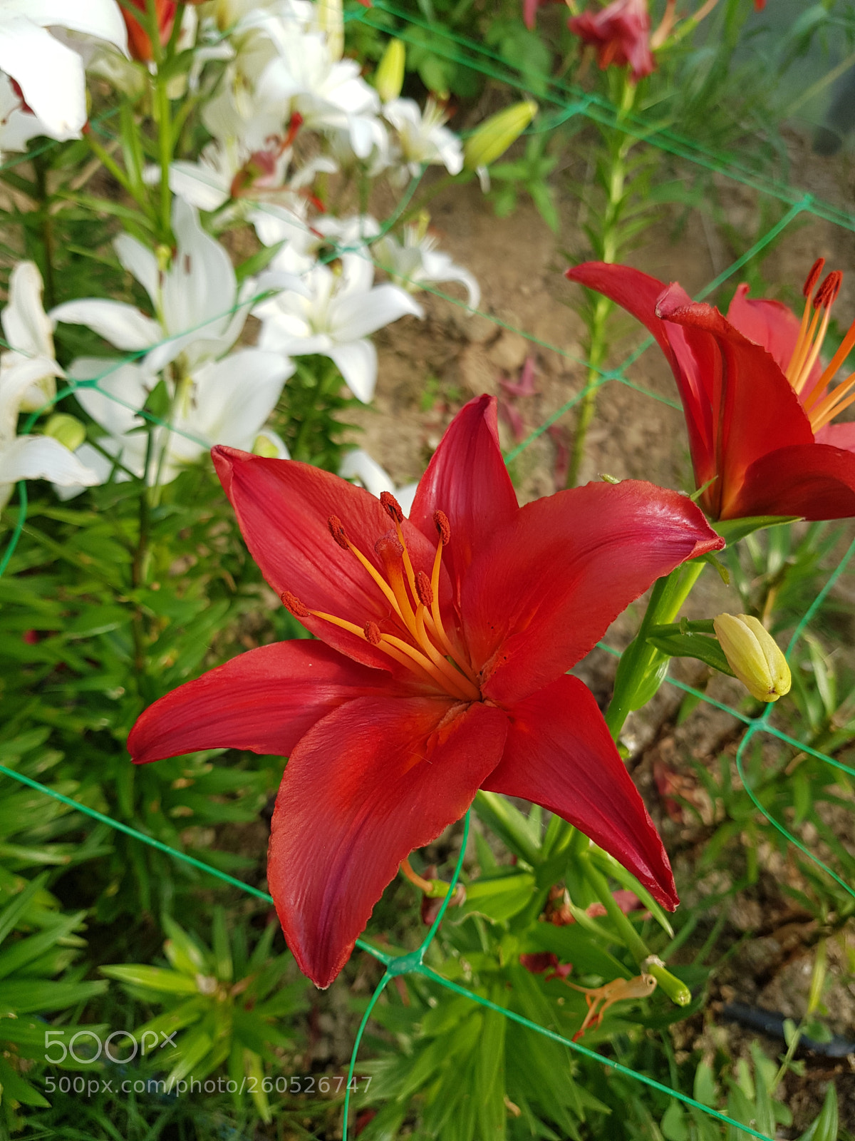 Samsung Galaxy S8 sample photo. Untitled photography