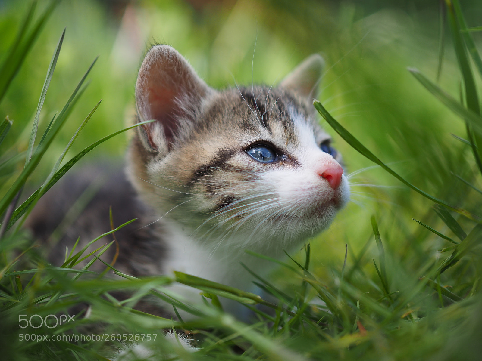 Olympus OM-D E-M1 sample photo. Kitty in spring photography