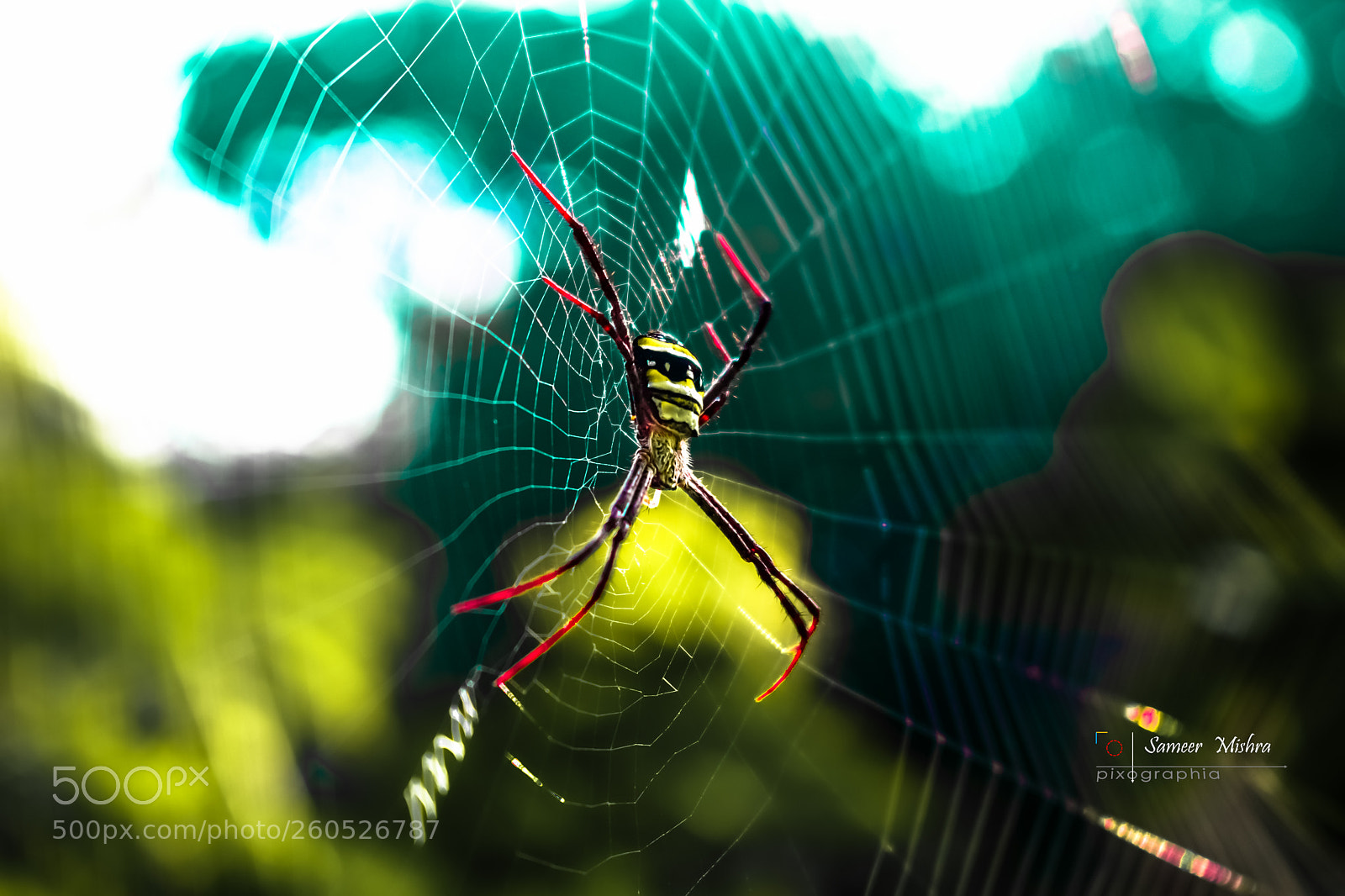 Nikon D5300 sample photo. Spider on web photography