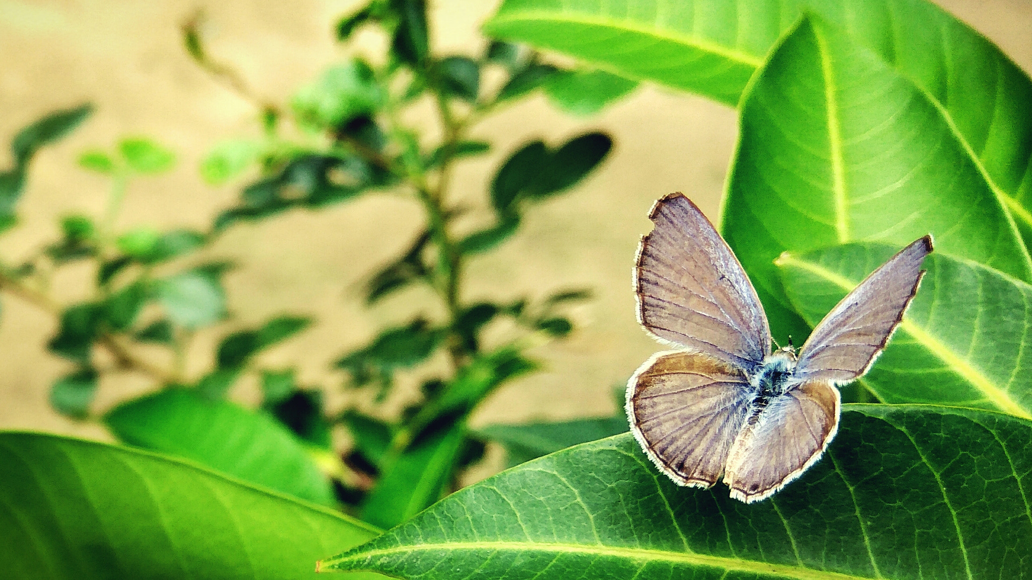 Xiaomi Redmi Note3 sample photo