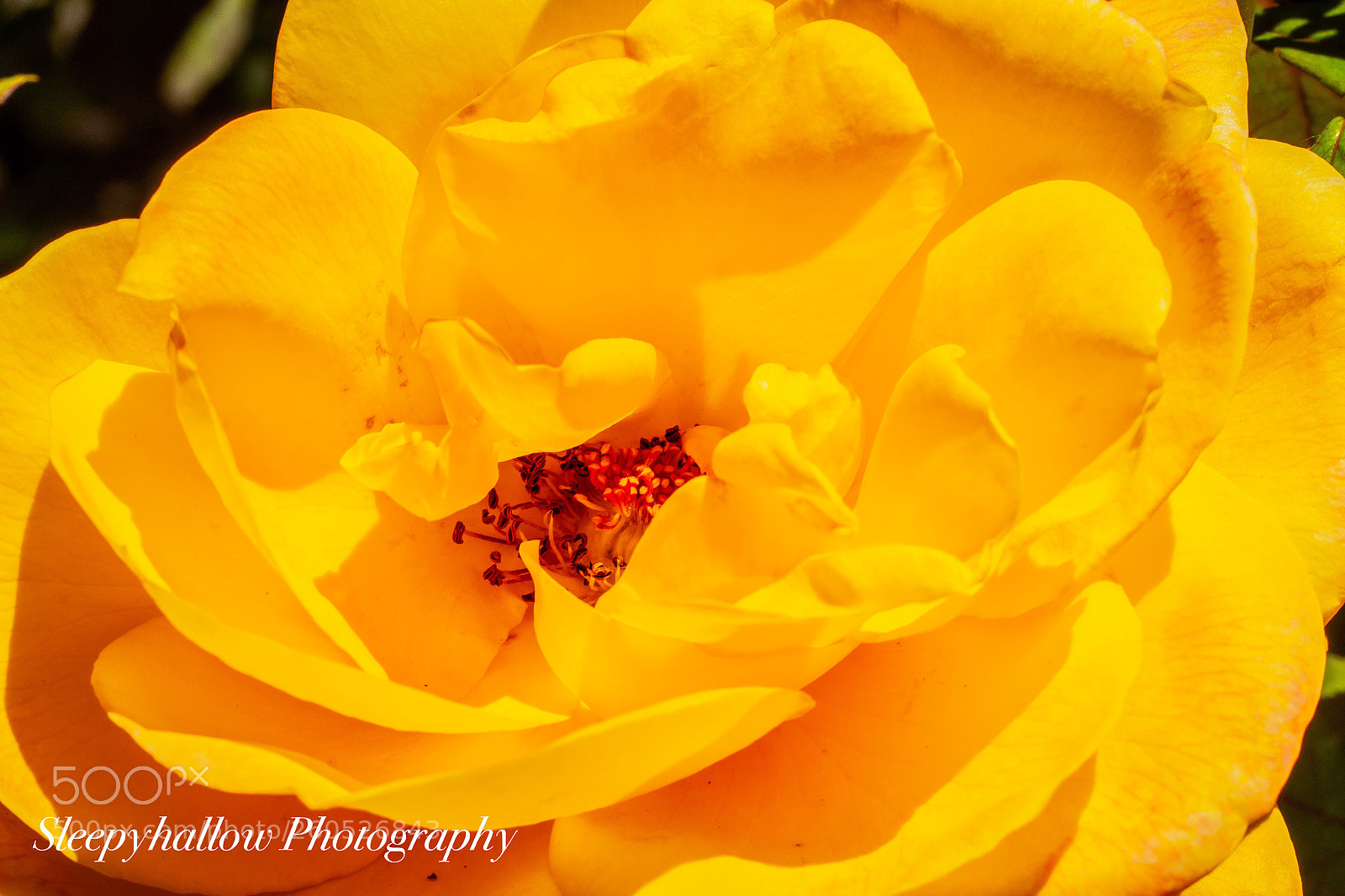 Canon EOS 1300D (EOS Rebel T6 / EOS Kiss X80) sample photo. Yellow rose photography