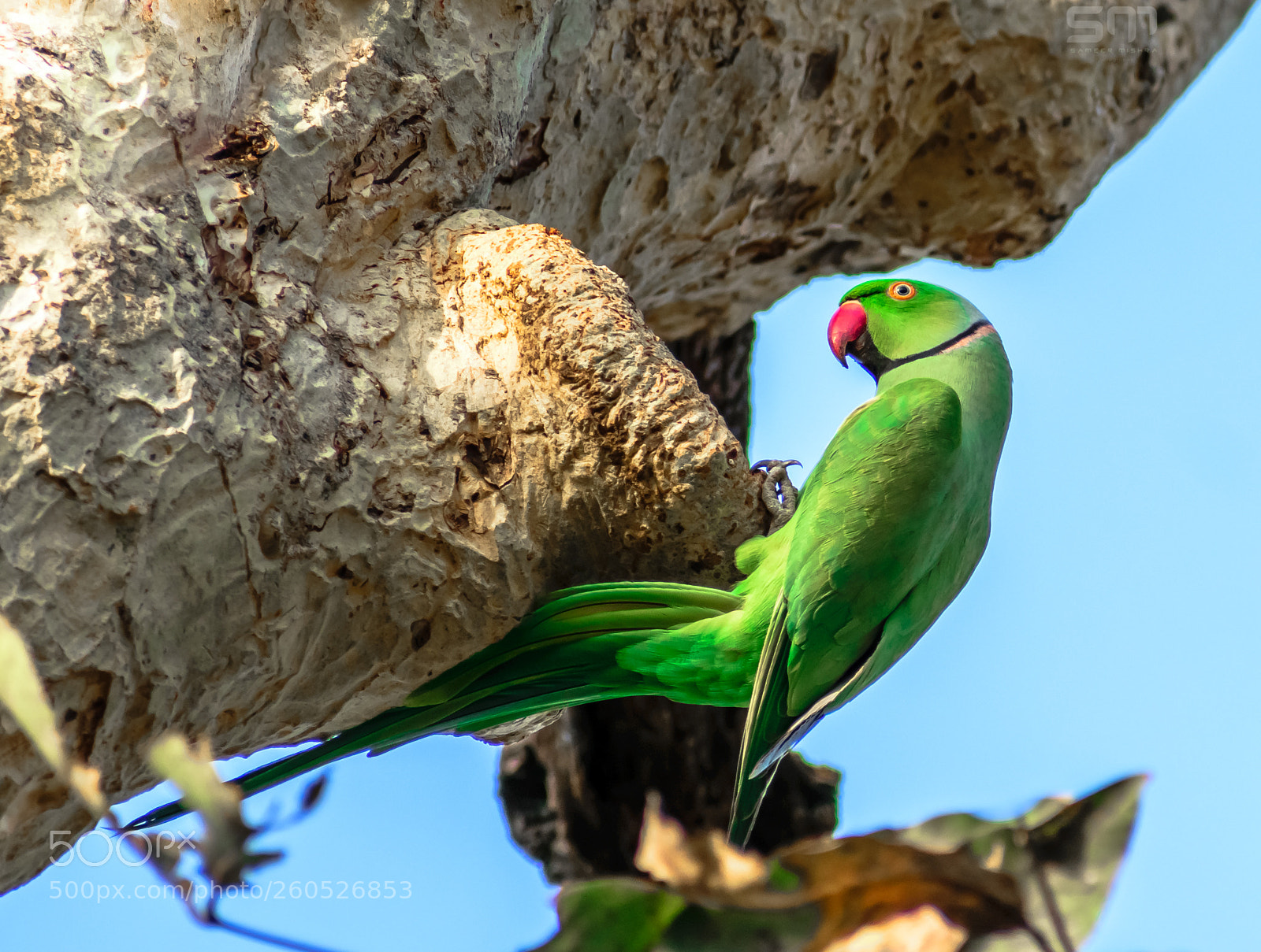 Nikon D5300 sample photo. Parrot sitting on a photography