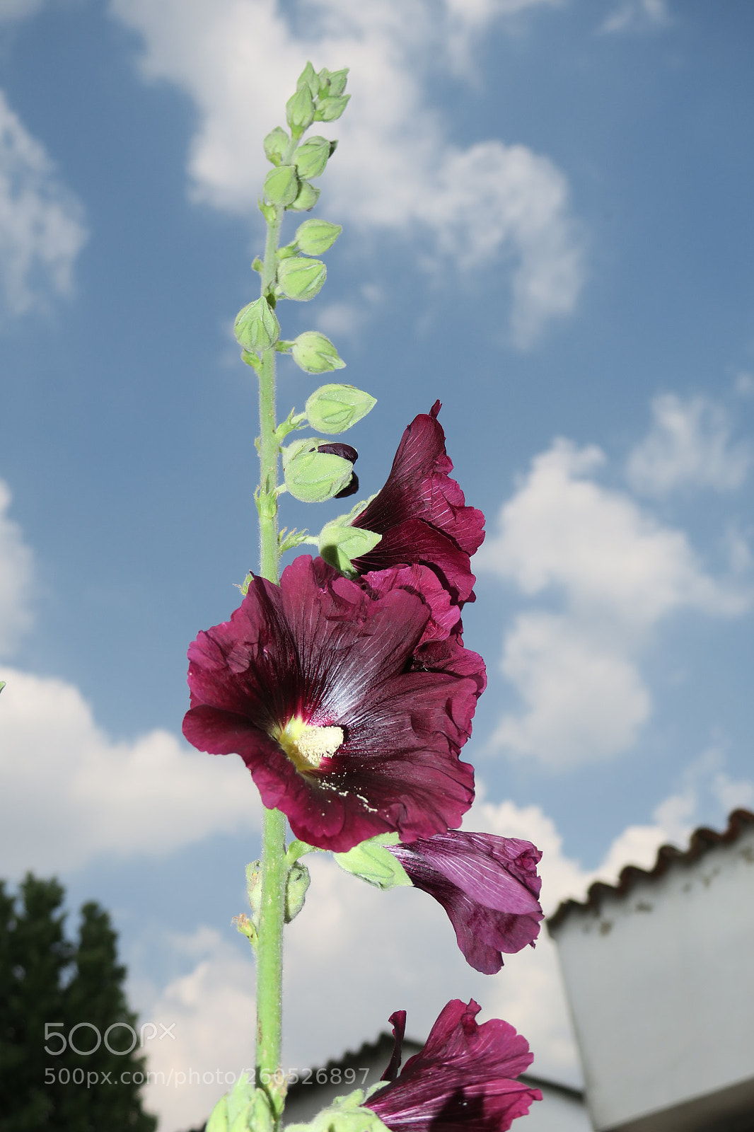 Canon PowerShot G3 X sample photo. The tallest blooming 5429 photography