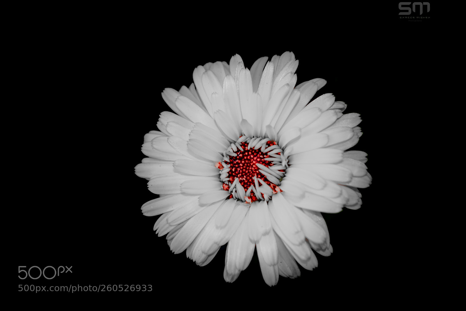 Nikon D5300 sample photo. Flower in back photography