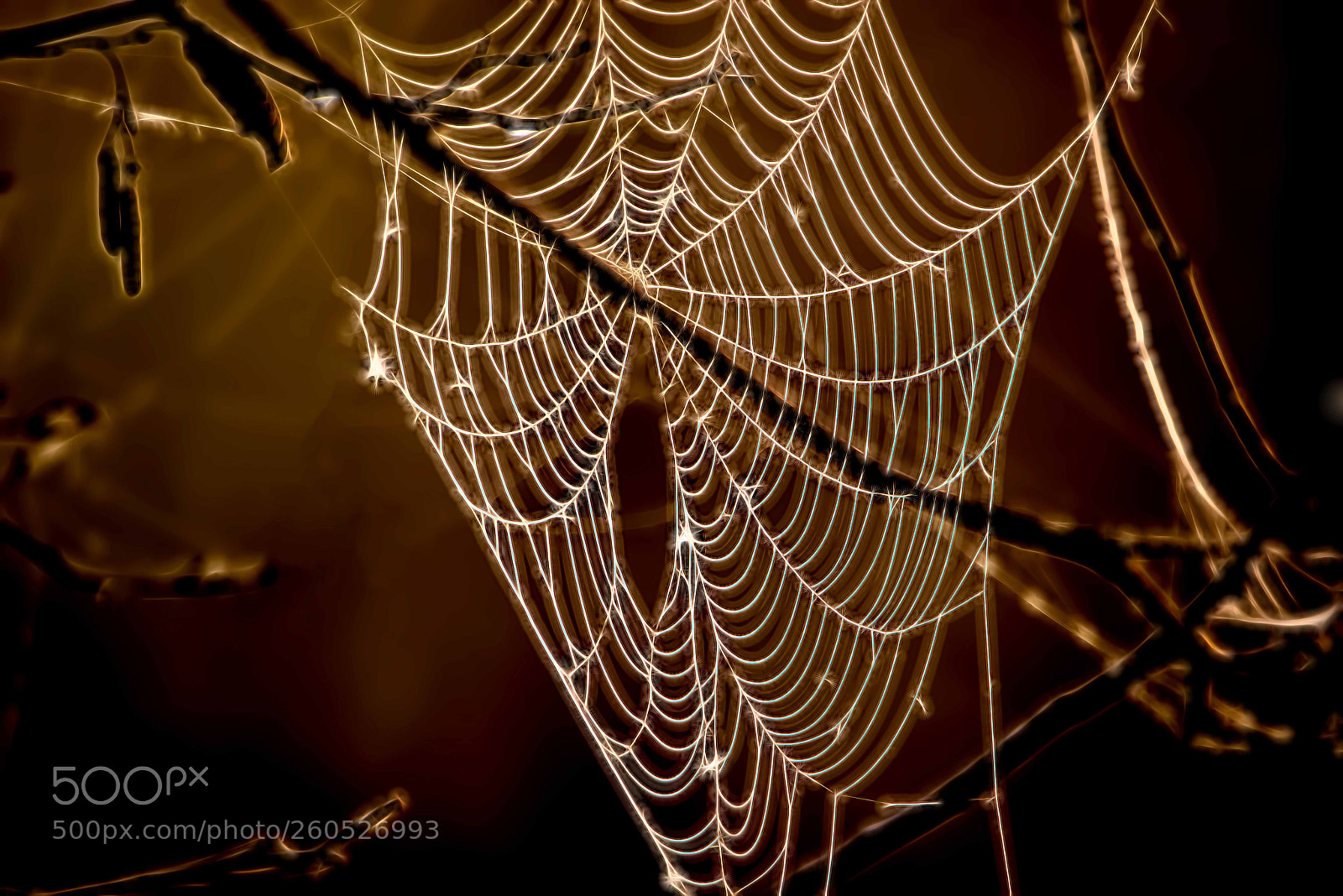 Nikon D800 sample photo. Spider web photography