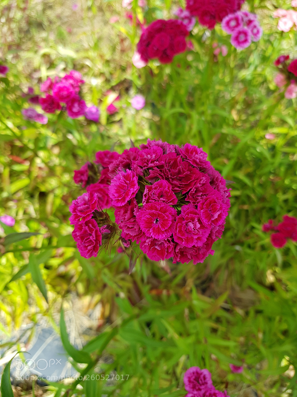 Samsung Galaxy S8 sample photo. Untitled photography