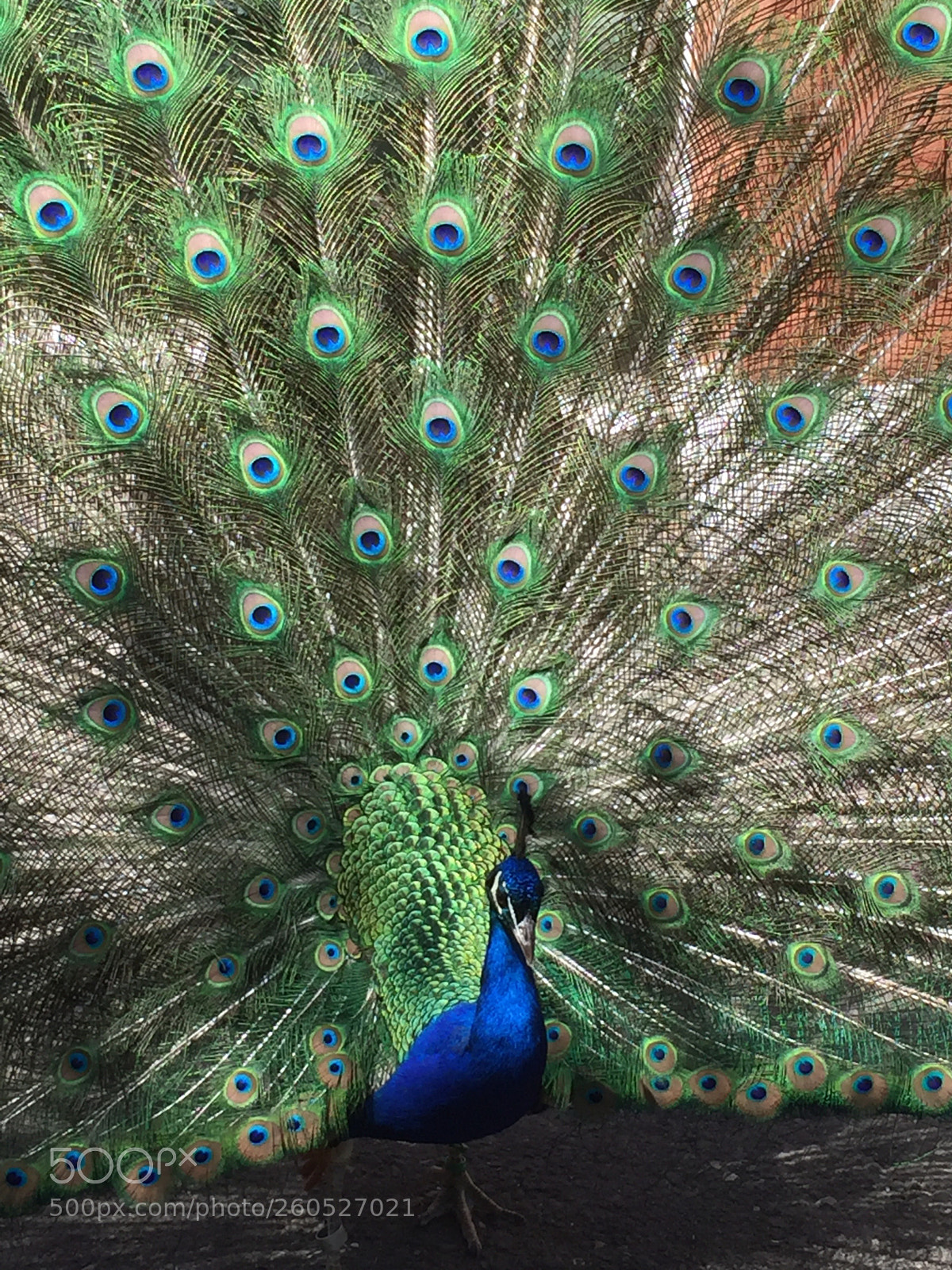 Apple iPhone 6 sample photo. Untitled photography