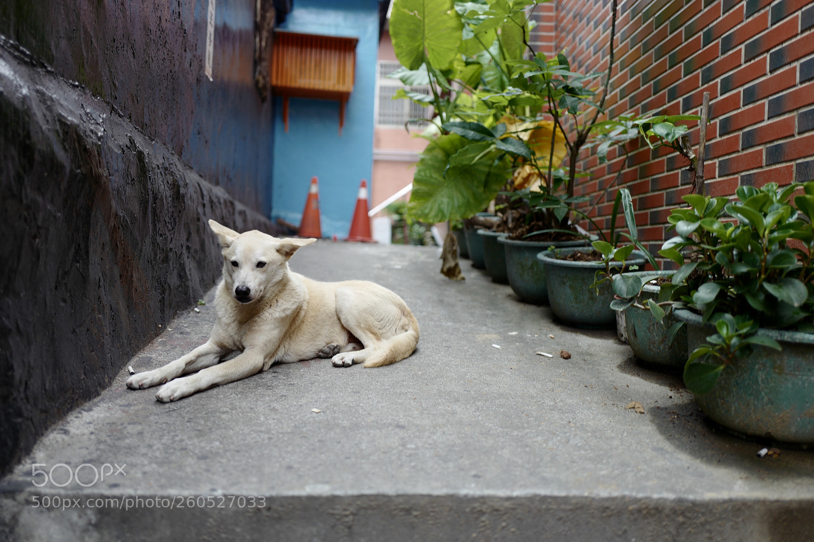 Leica Q (Typ 116) sample photo. 阿黃 photography