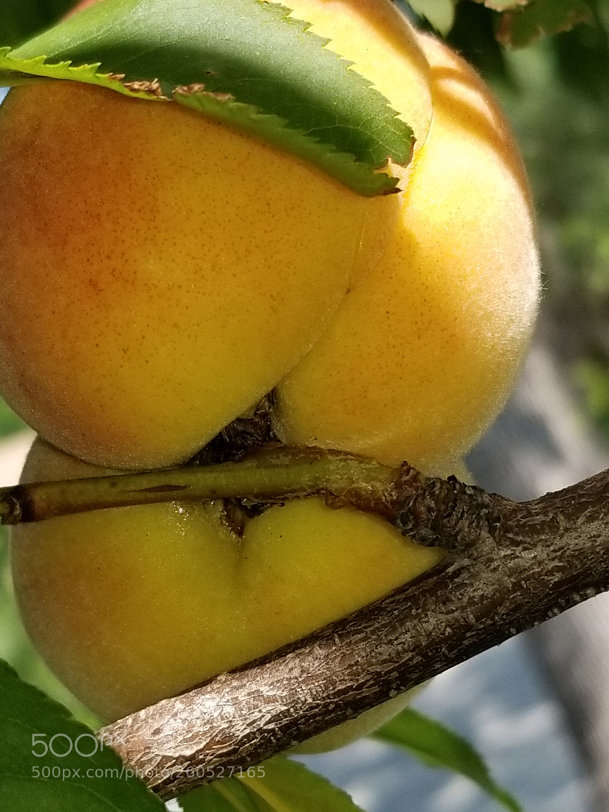 Samsung Galaxy S8+ sample photo. Untitled photography