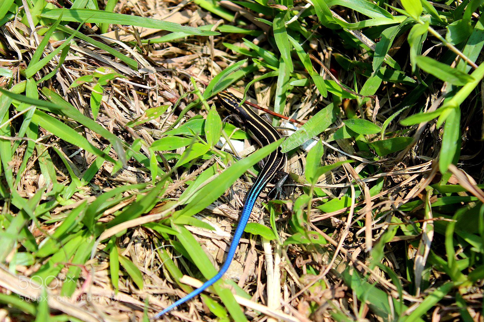 Canon EOS 1300D (EOS Rebel T6 / EOS Kiss X80) sample photo. Five striped blue tail photography