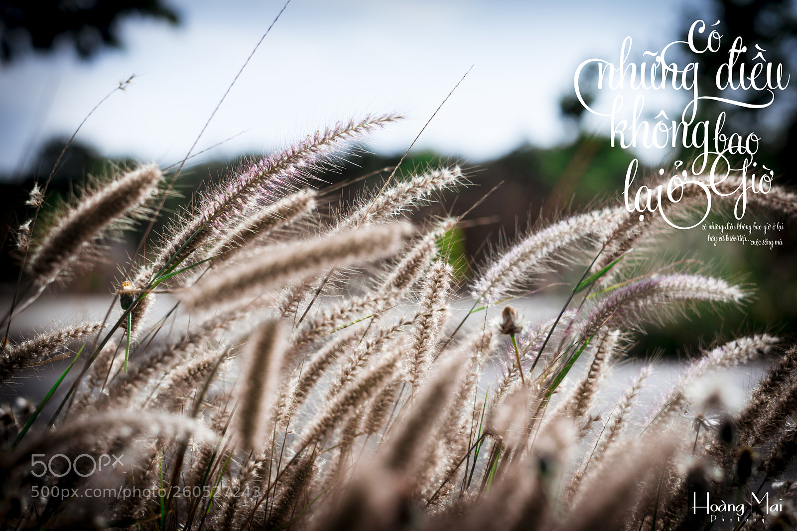 Sony a6000 sample photo. C nh ng i photography