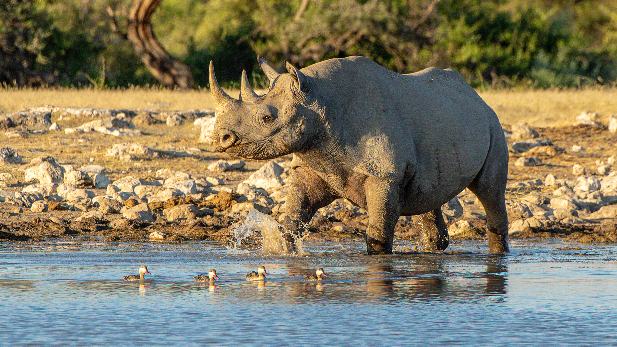 Pentax K-3 II sample photo. Black rhino photography