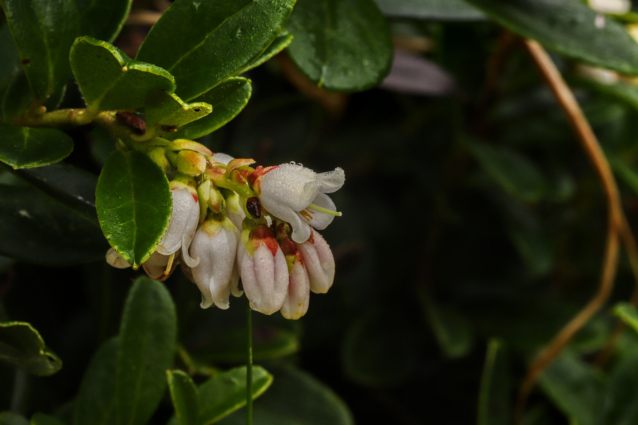 Canon EF 100mm F2.8L Macro IS USM sample photo. Good morning jizerka 3 photography