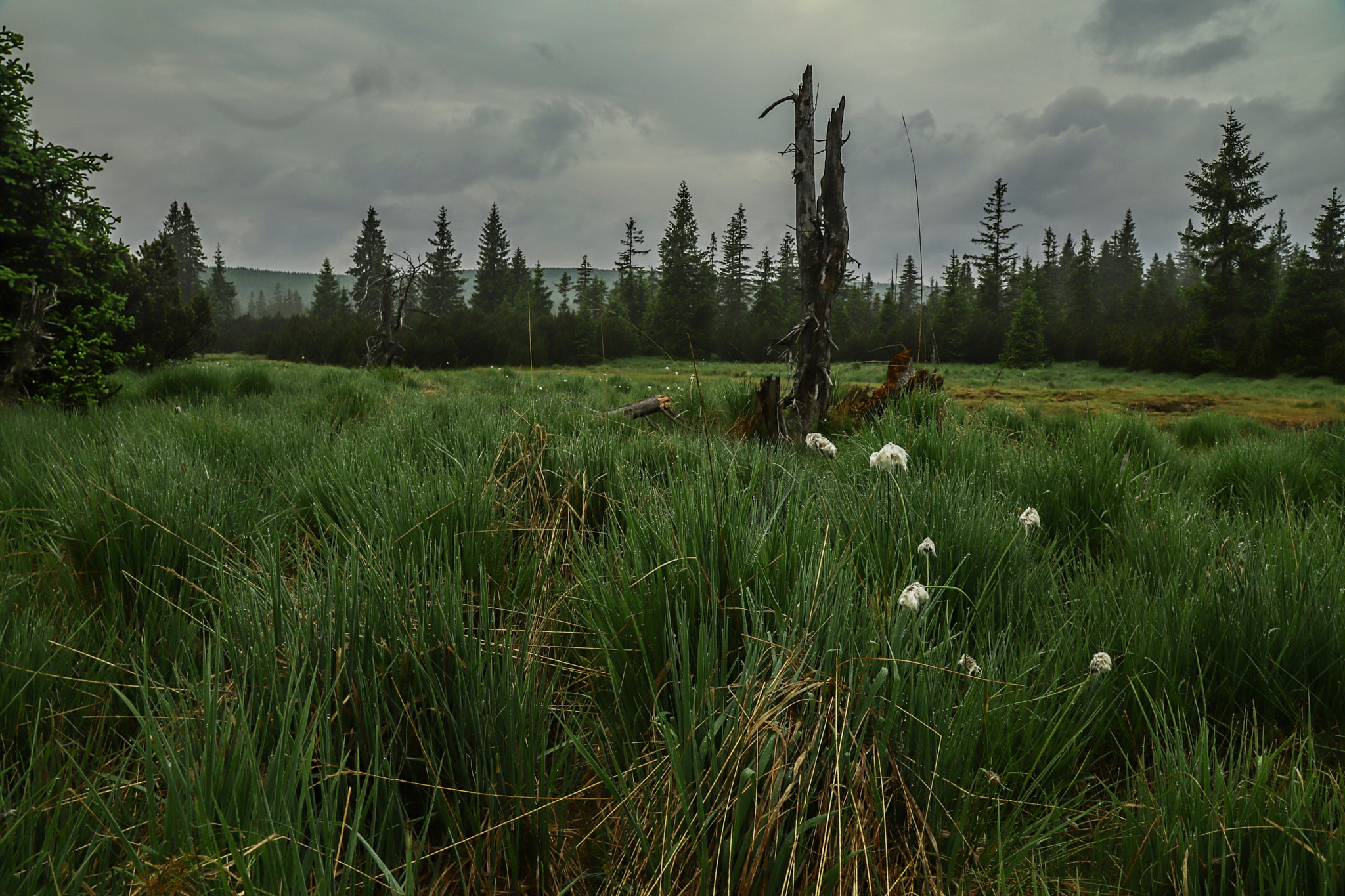 Canon EOS 6D Mark II sample photo. Good morning jizerka 2 photography