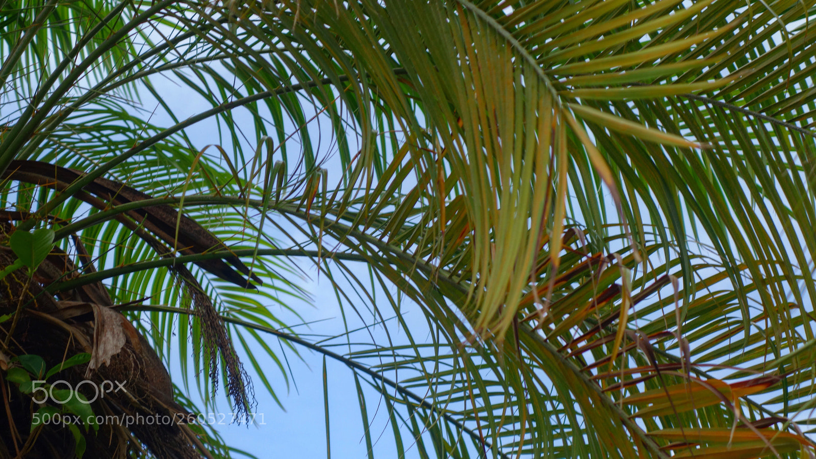 Sony Cyber-shot DSC-RX100 II sample photo. Palm tree leaves  photography