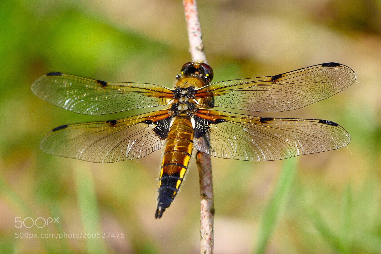 Panasonic Lumix DMC-GX8 sample photo. Four spot dragonfly photography