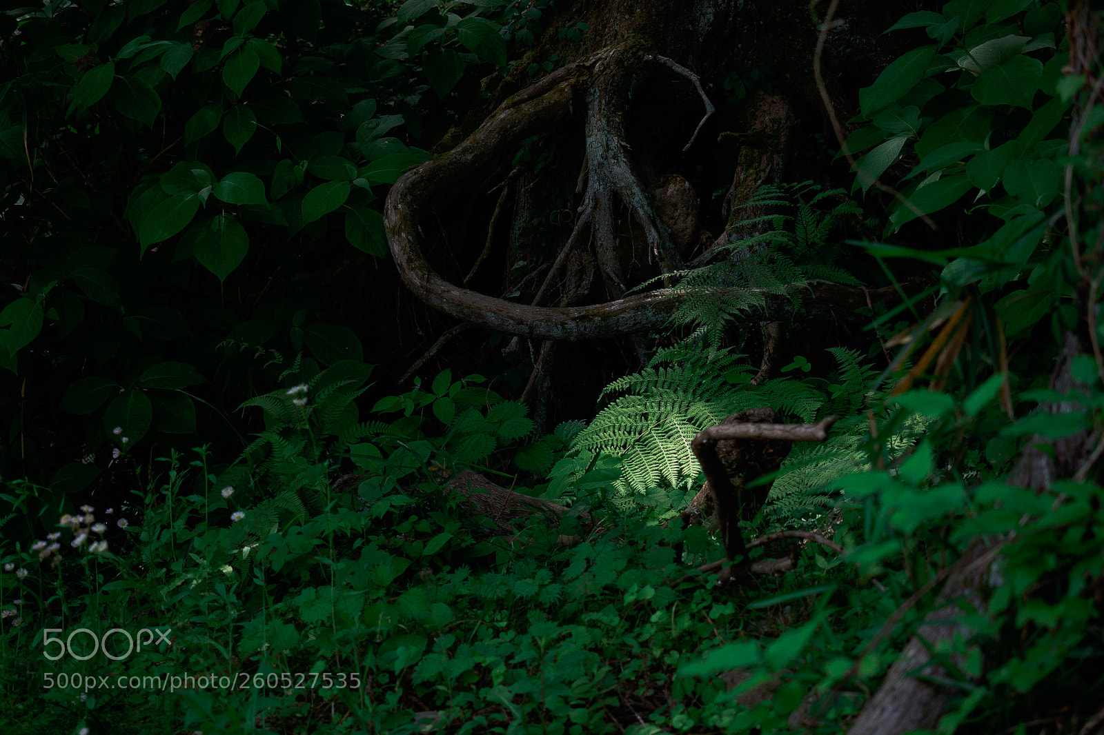 Olympus OM-D E-M10 II sample photo. Wild fern photography