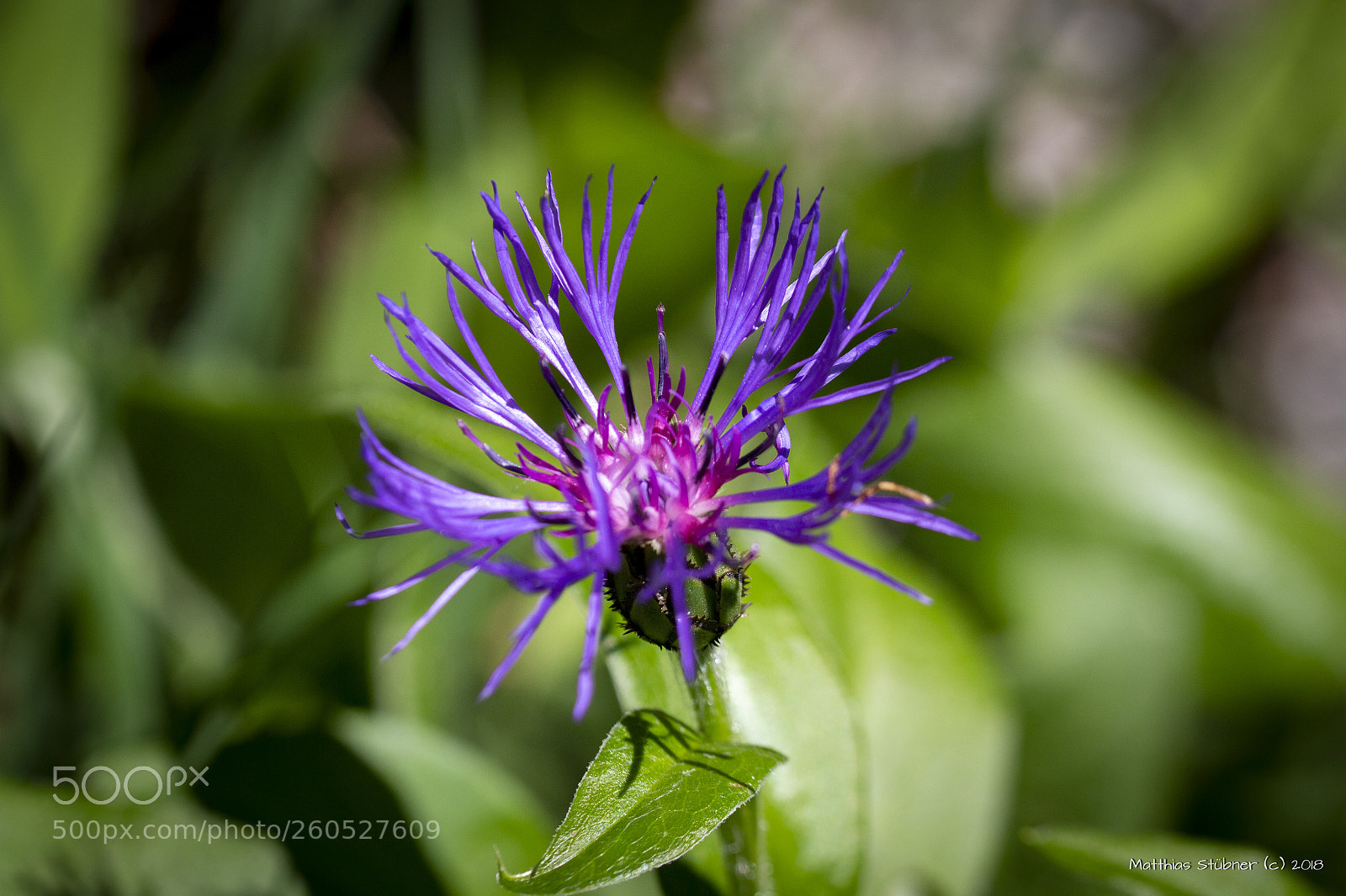 Canon EOS 700D (EOS Rebel T5i / EOS Kiss X7i) sample photo. Thistle close up photography