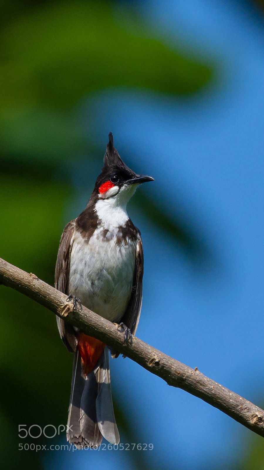 Nikon D7200 sample photo. Red-whiskered bulbul photography